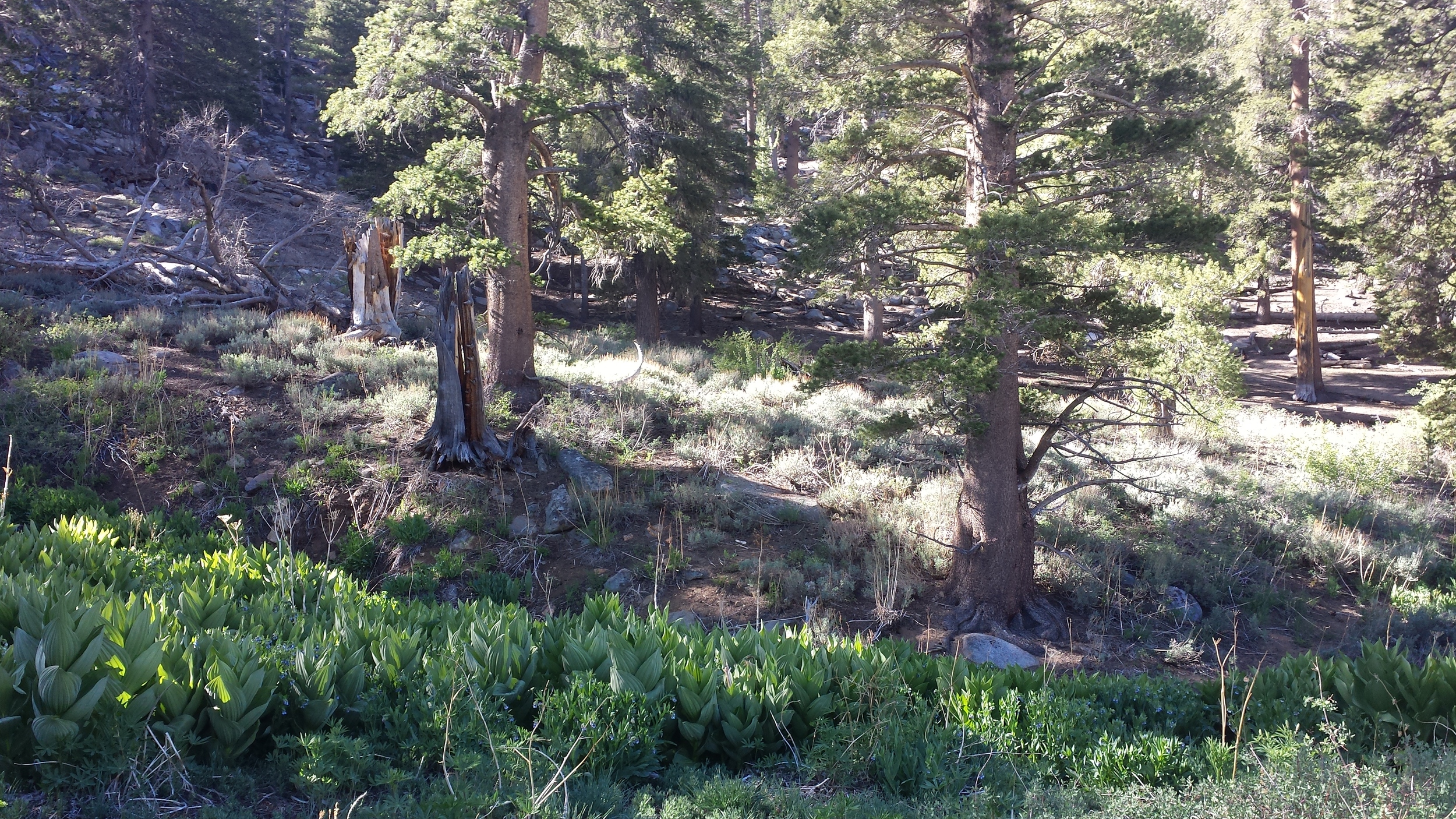 some riparian goodness