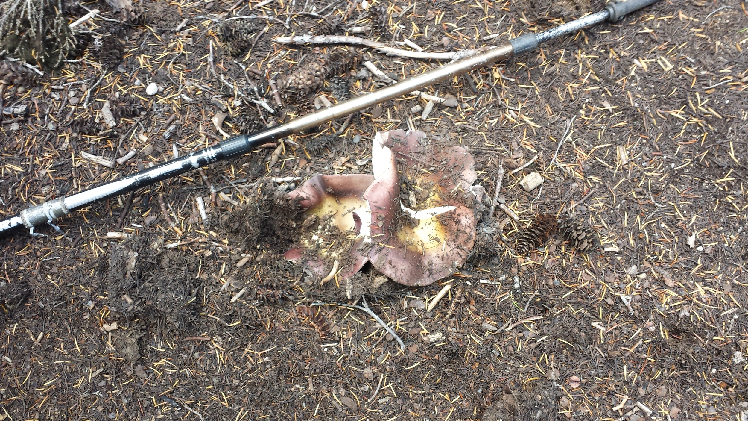 mushroom eruprion
