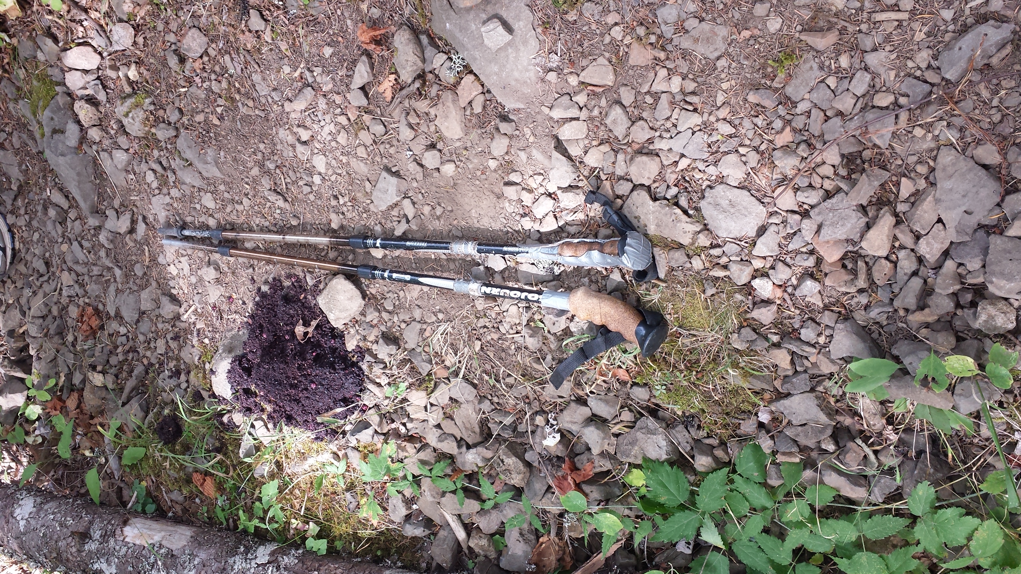 wow. that's a big black bear scat.