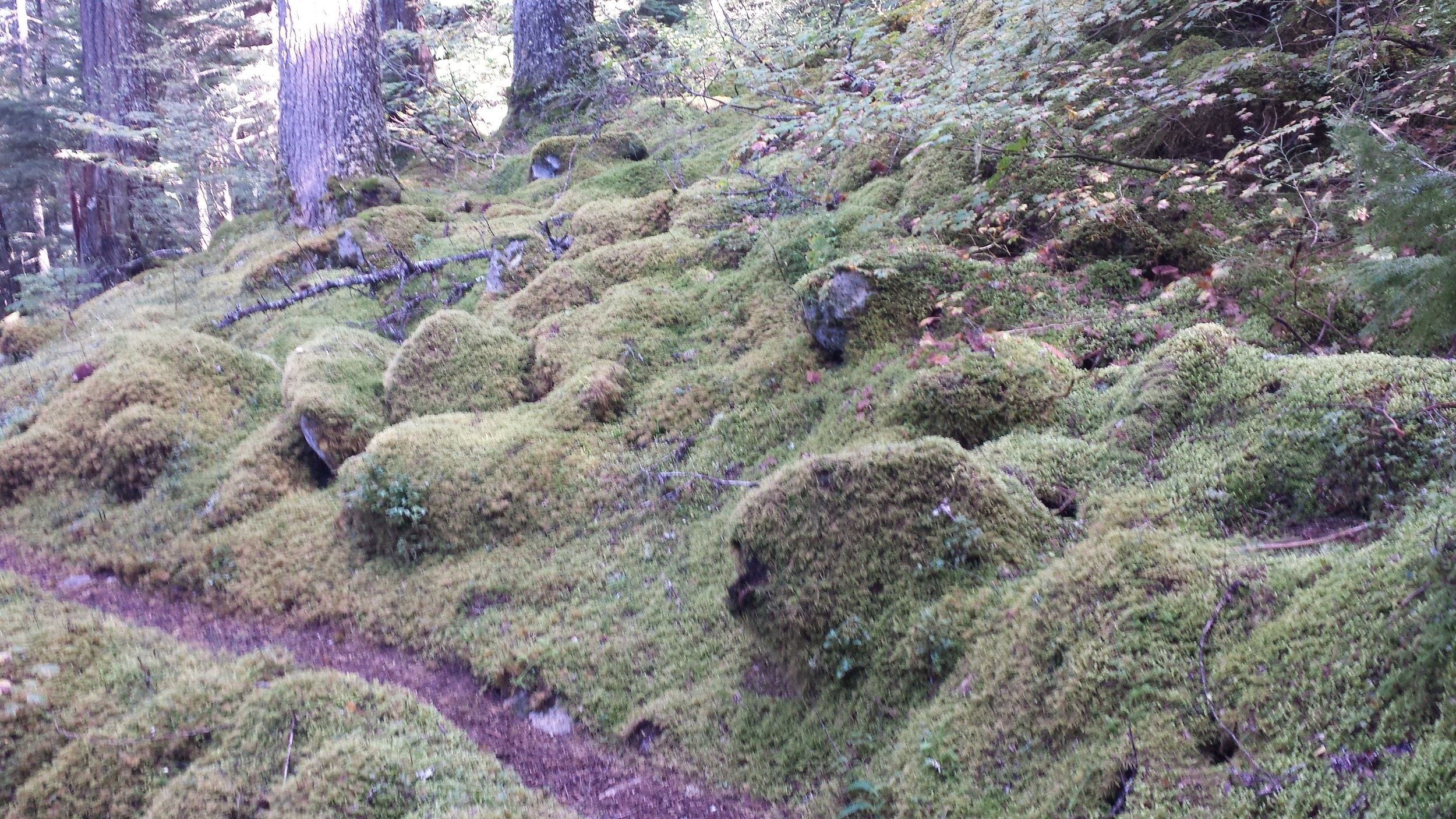 Moss makes everything look comfortable, doesn't it?