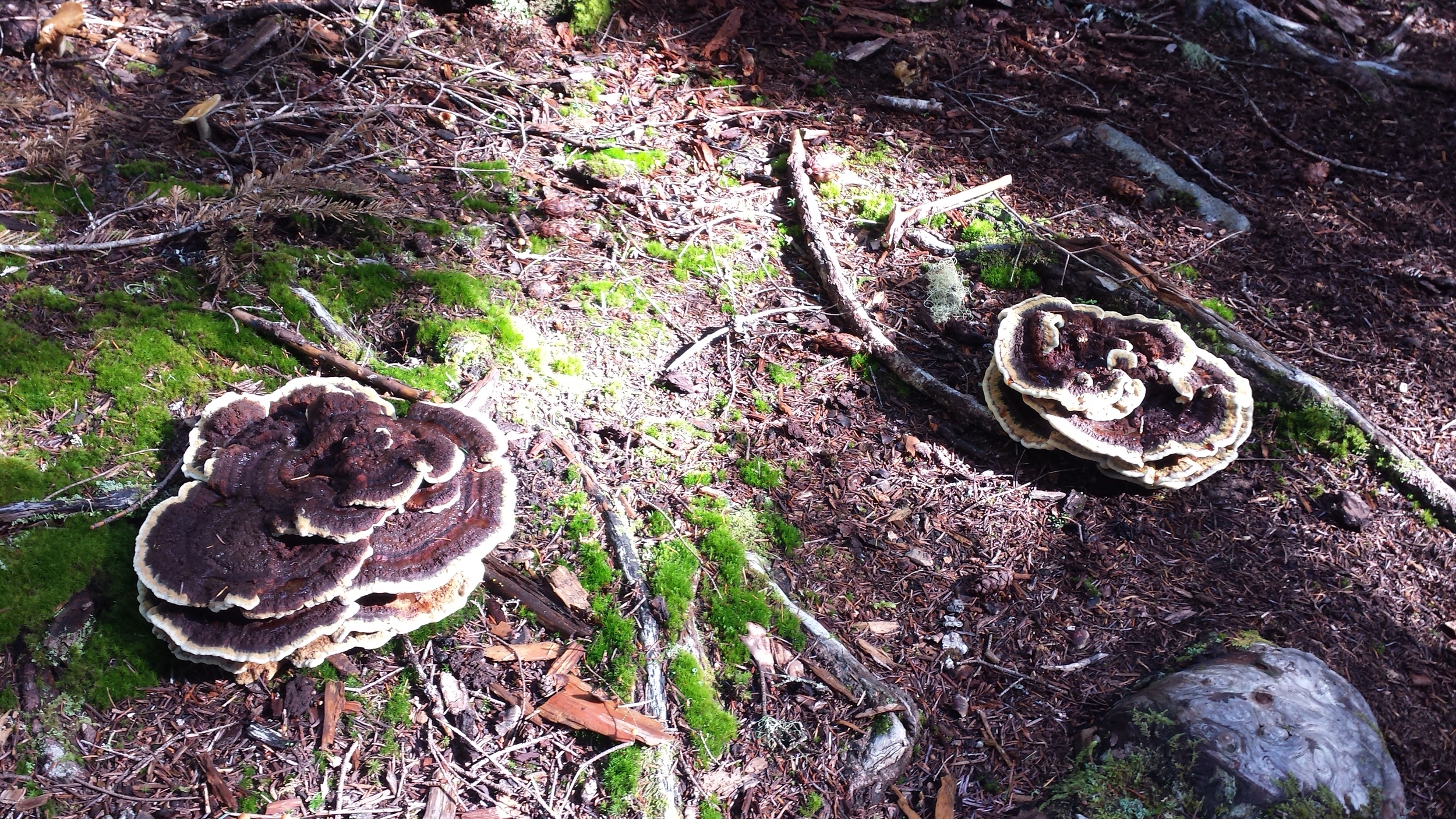 dazzling variety of fungus