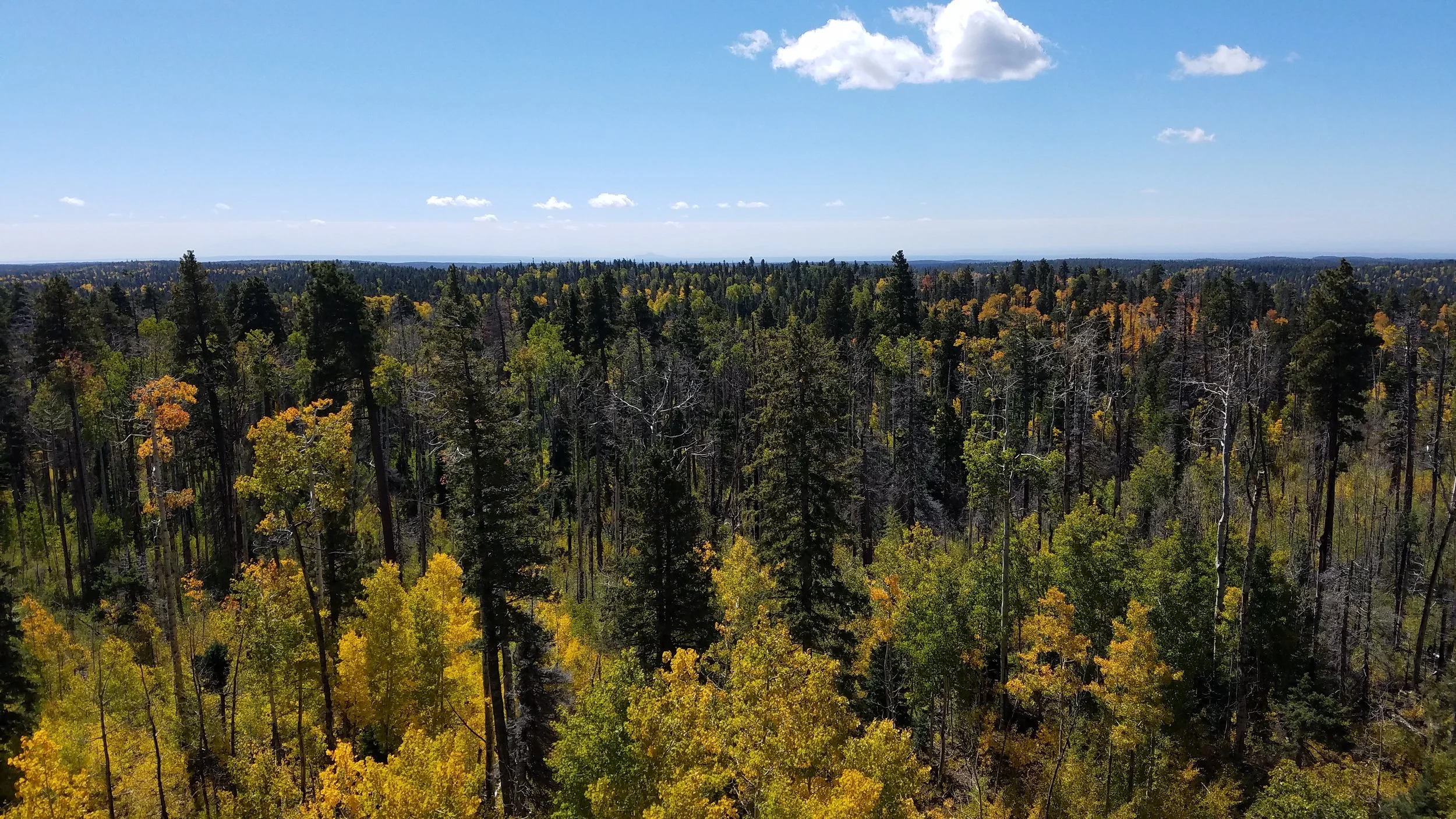 From the North Rim fire tower