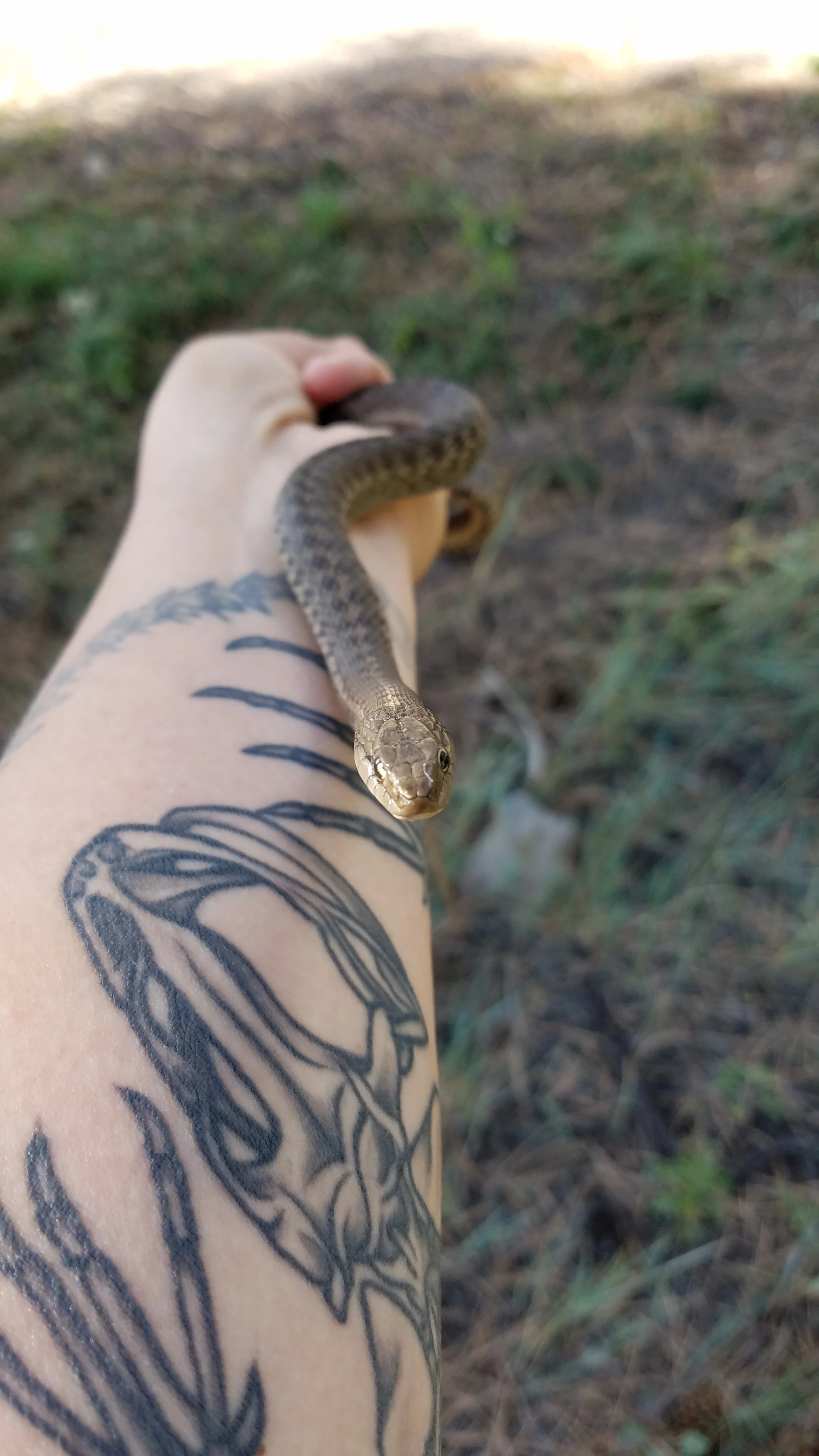 Old one-eye