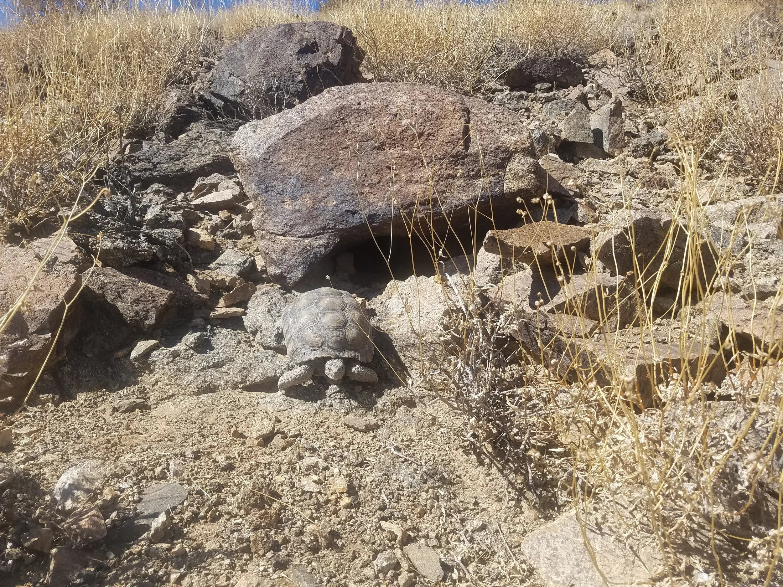 Mojave desert tortoise (Gopherus agassizii)