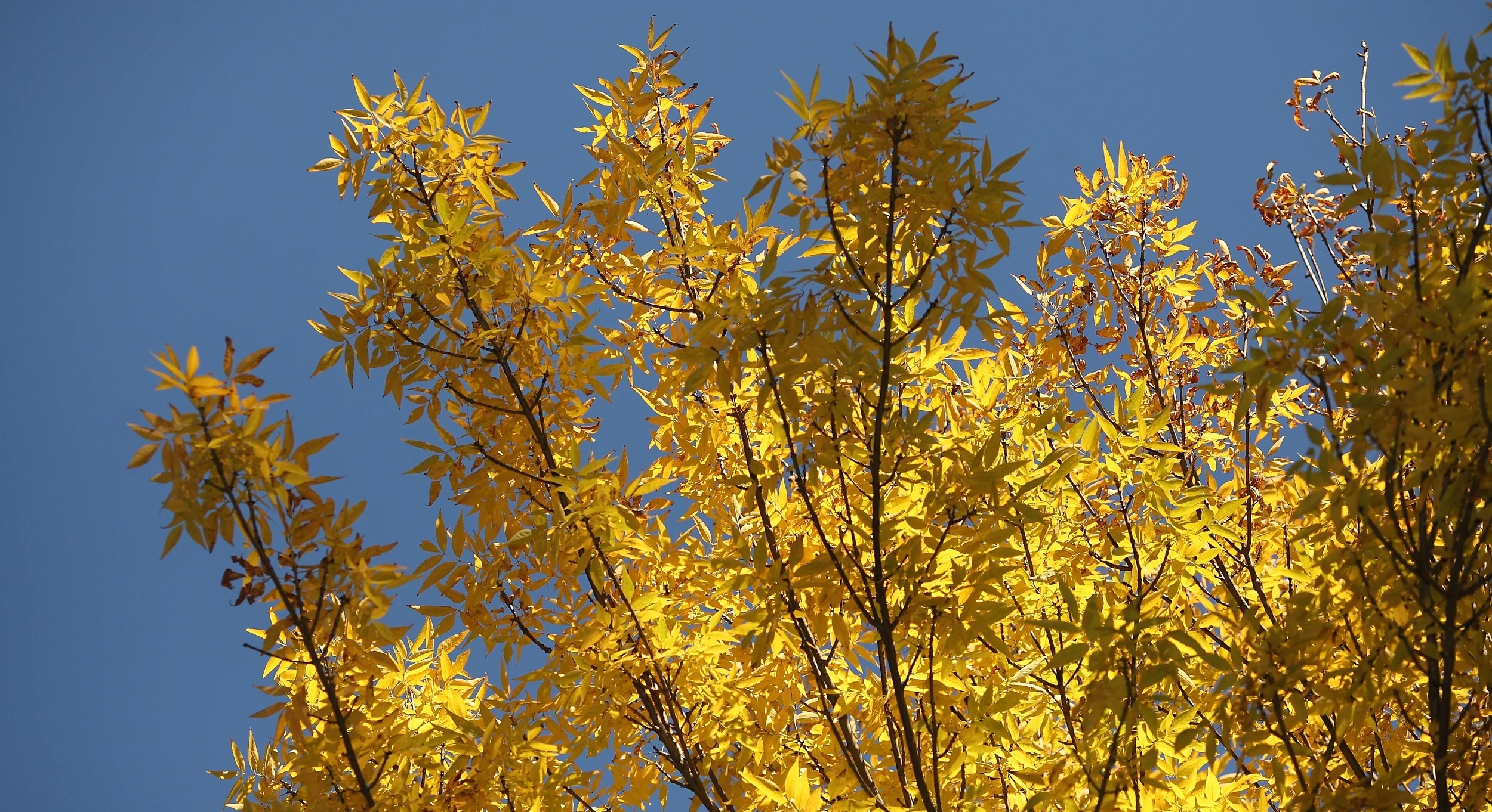 1_0061 - Version 4.JPG