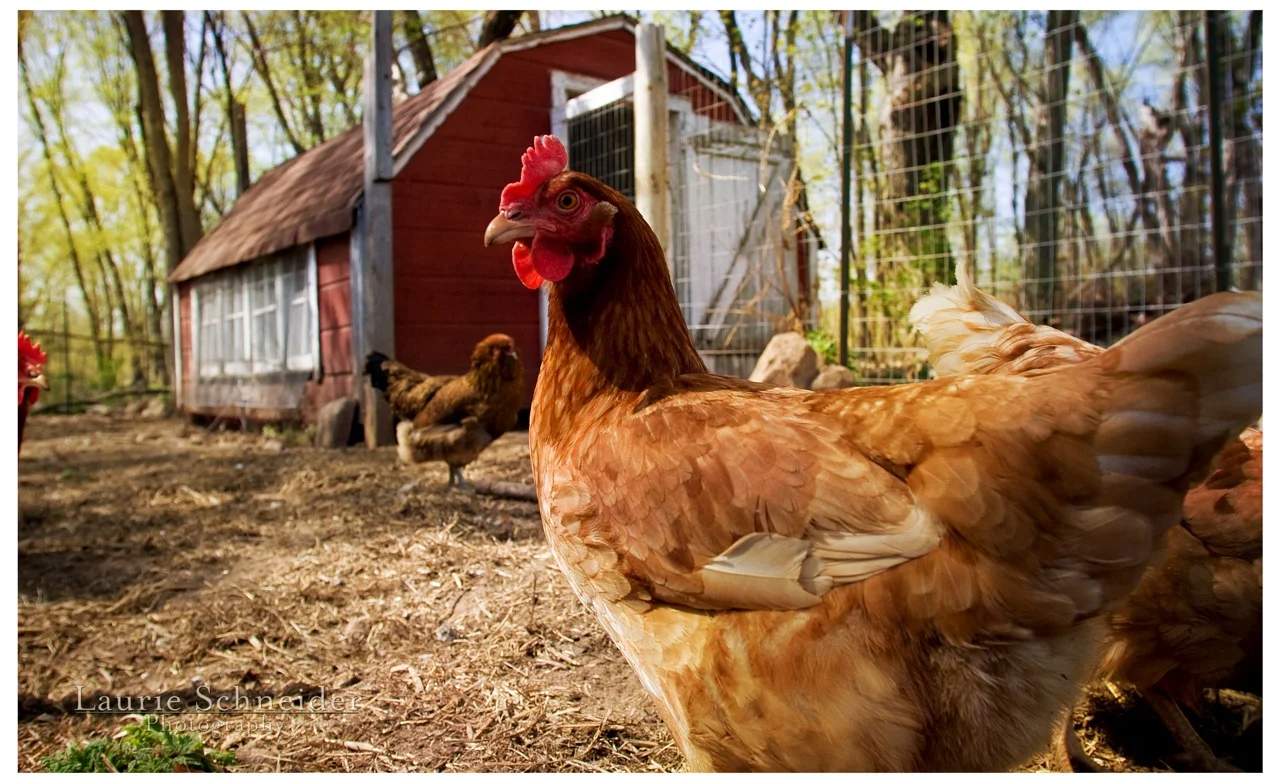 chickens hen close up.jpg