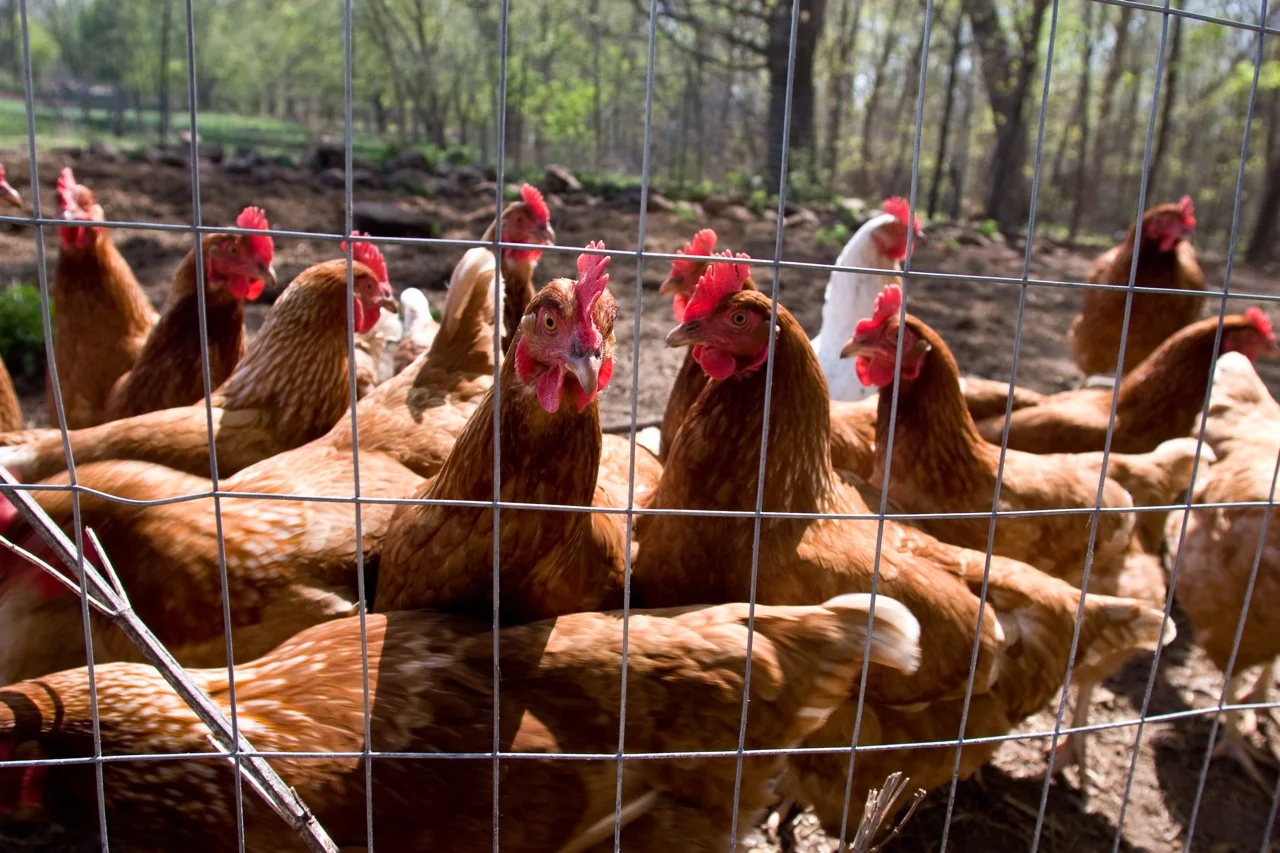 chickens hens.jpg