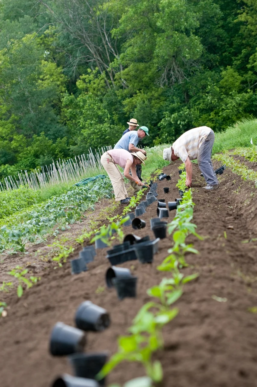 community planting.jpg