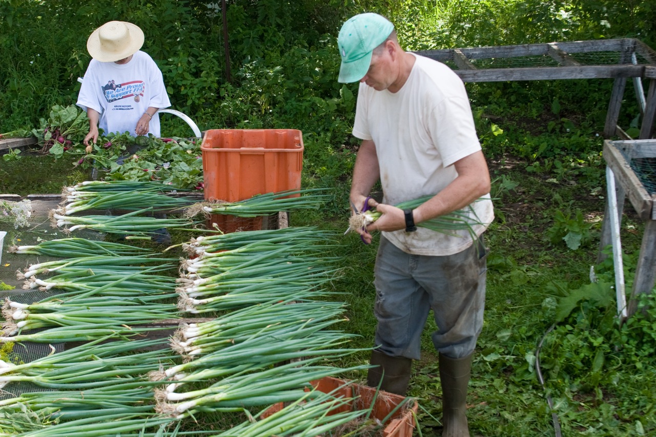 packing sorting onions.jpg