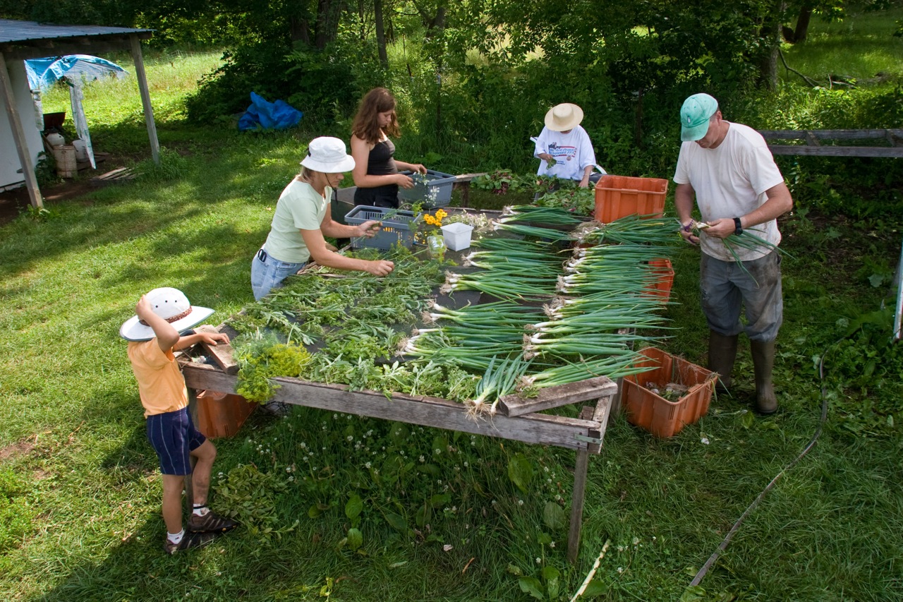 packing onions.jpg