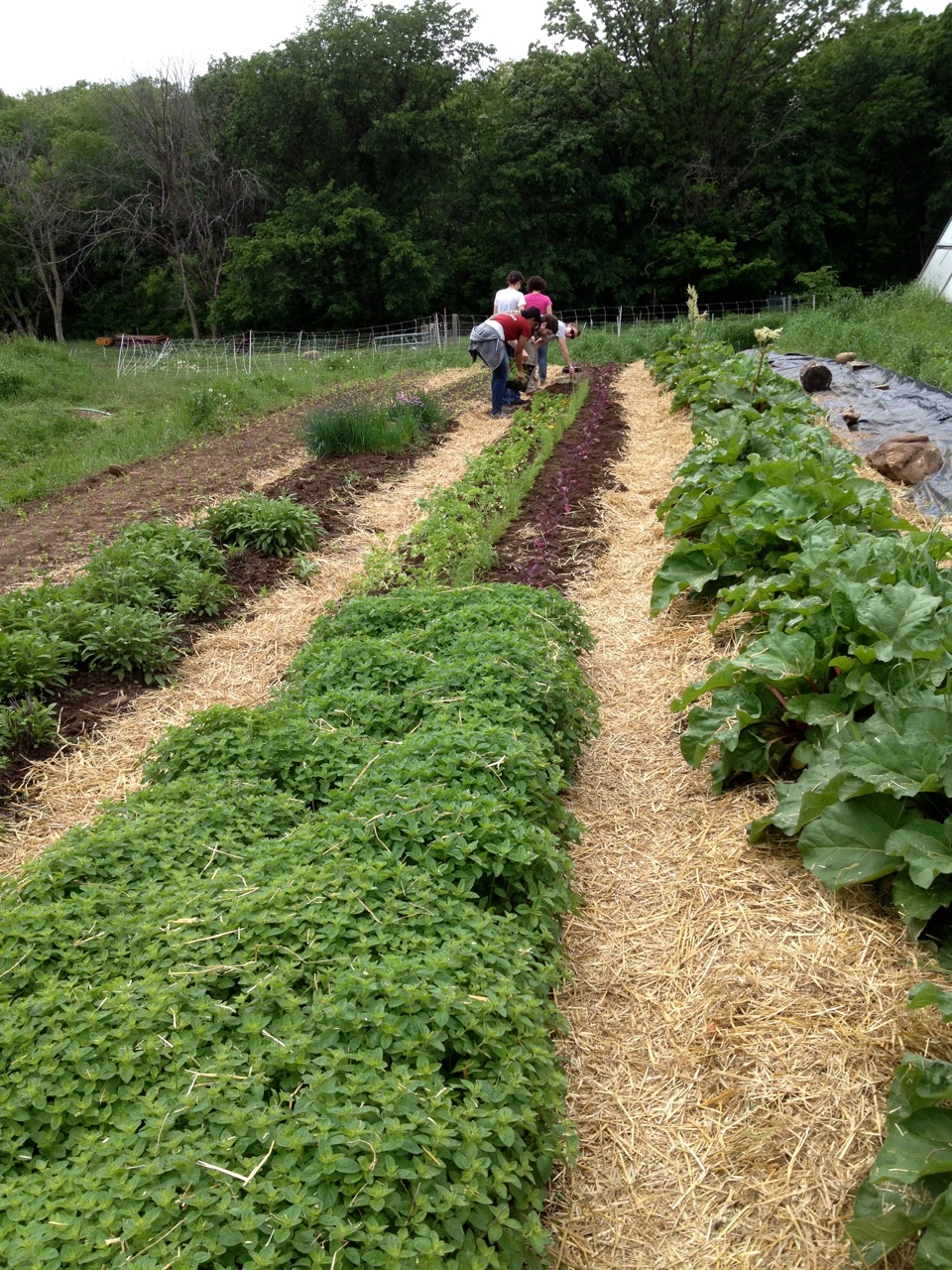 weeding carrot bed.jpg