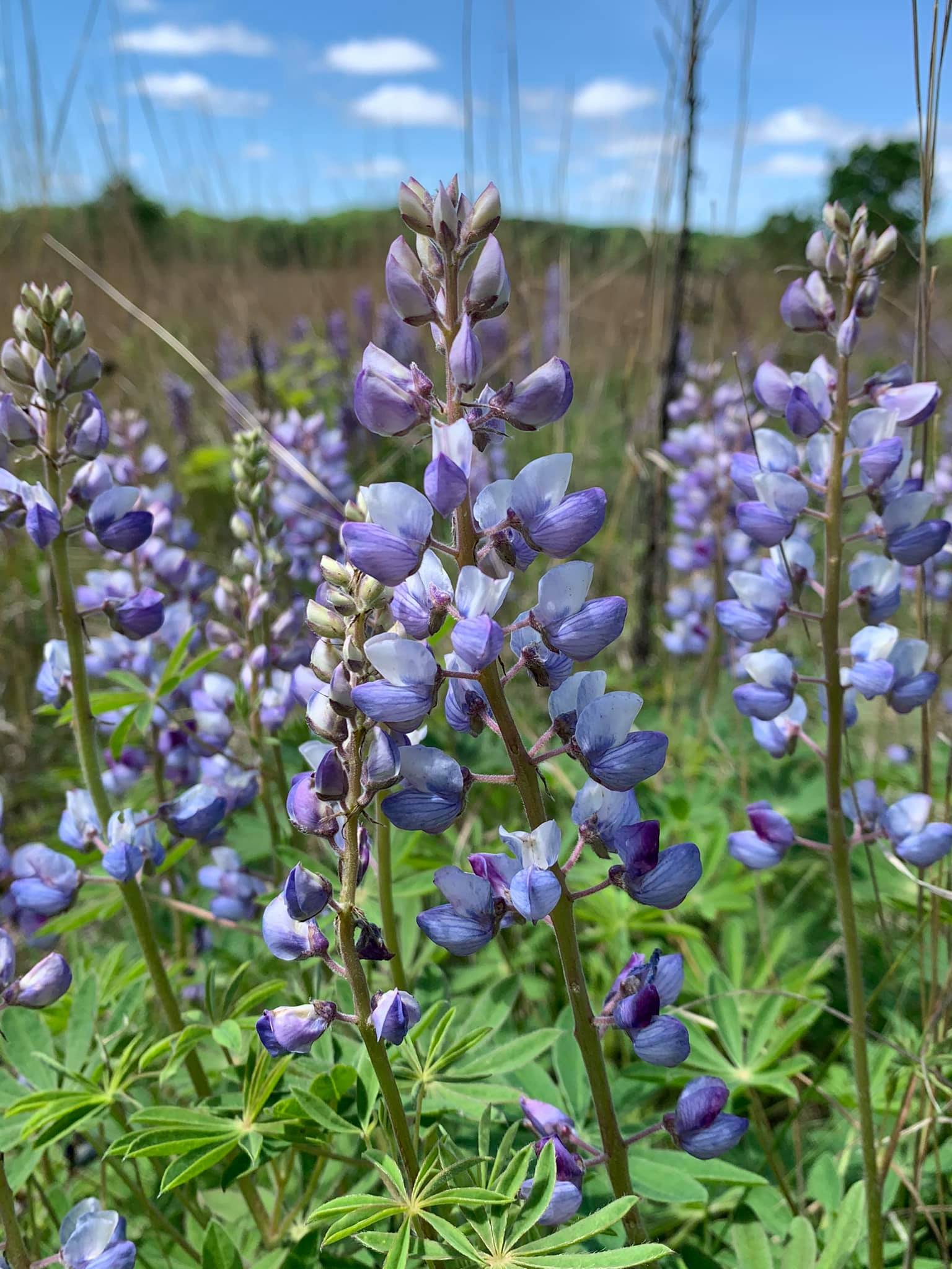 Wild Lupine