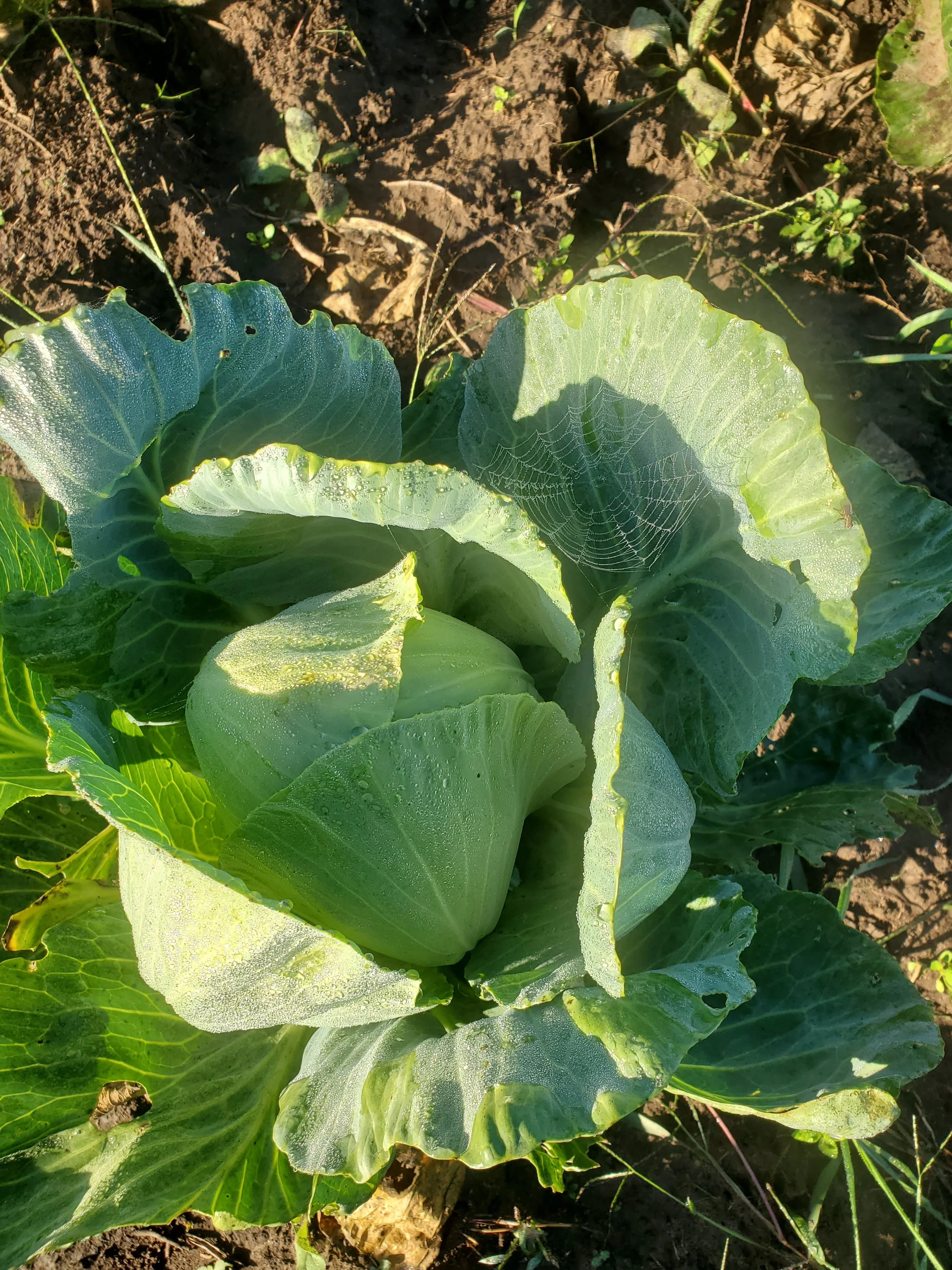 20250925_085223.jpg (Copy)