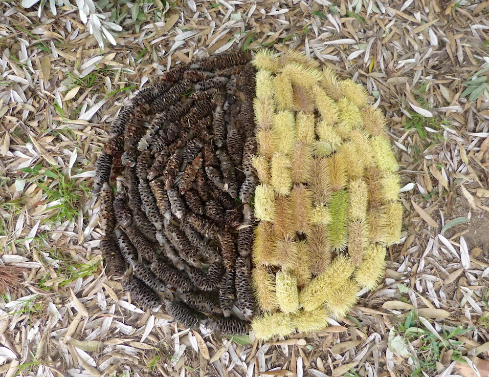 Banksia, Werri Beach