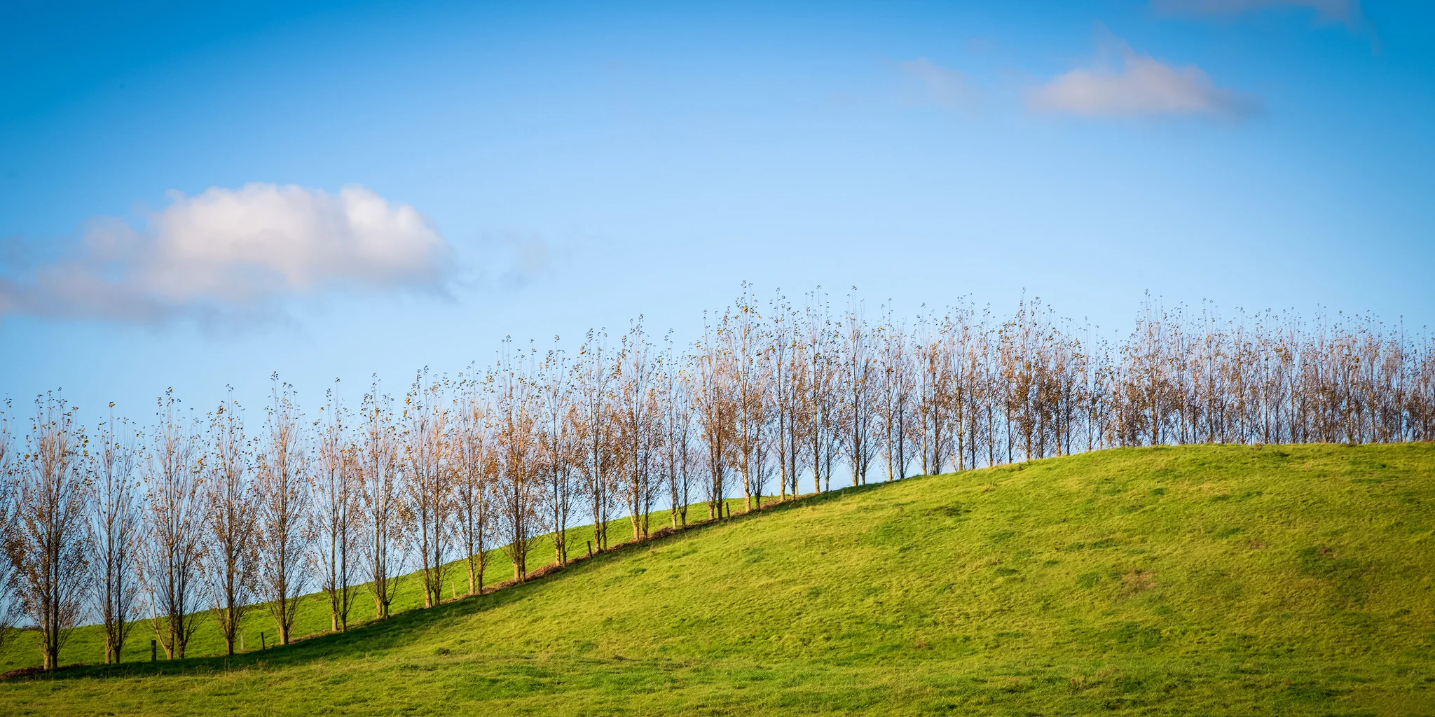 Webpage_NZ-14.jpg