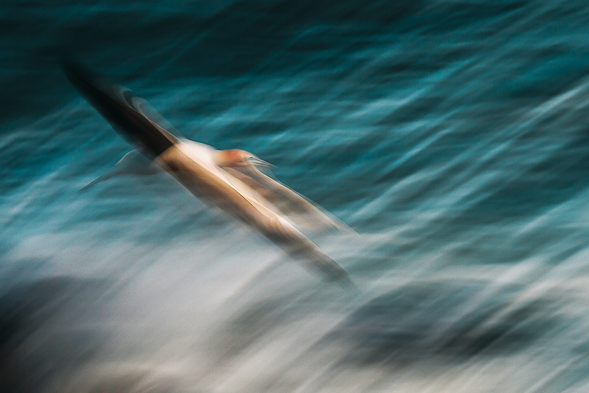 Webpage_Gannet.jpg