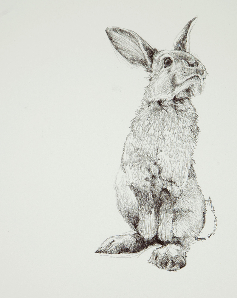 Bunny.