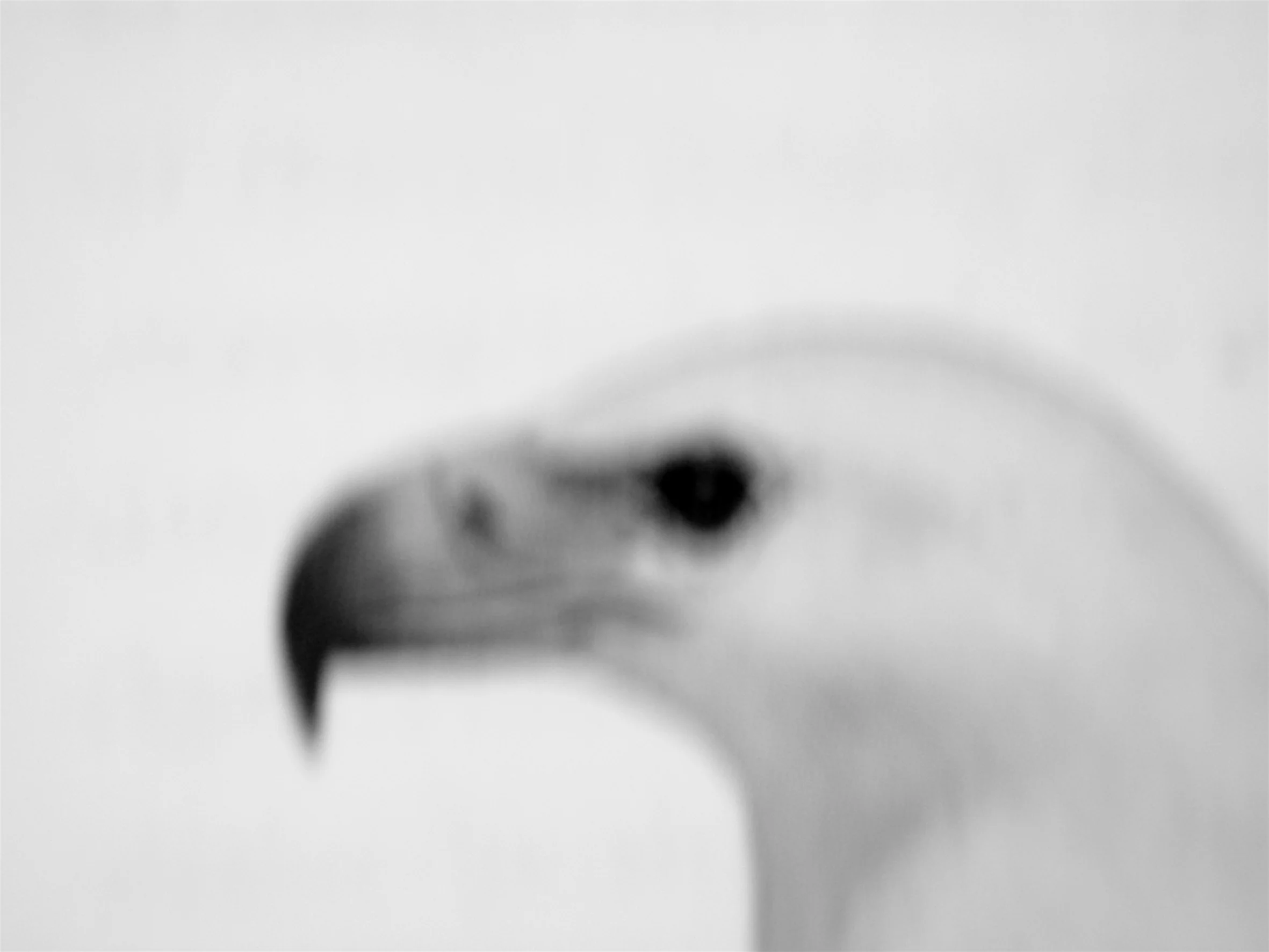 White-Bellied Sea Ea#6CA346.jpg