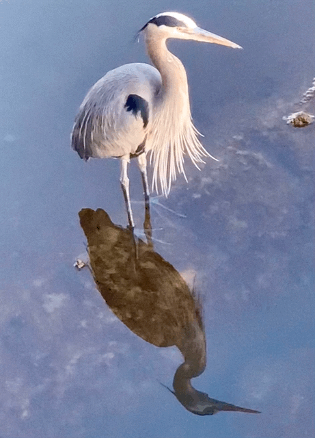 Blue Heron Mission Creek