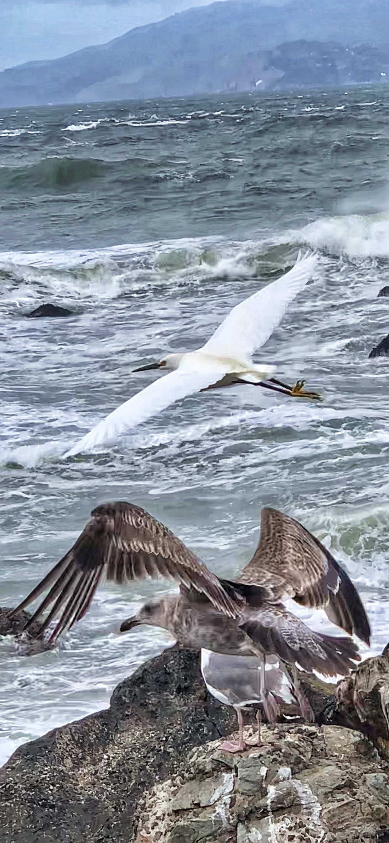 Birds, Sutro Baths