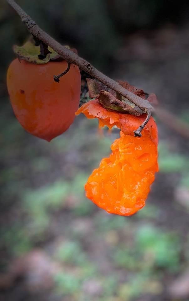 Kumquat Sonoma County
