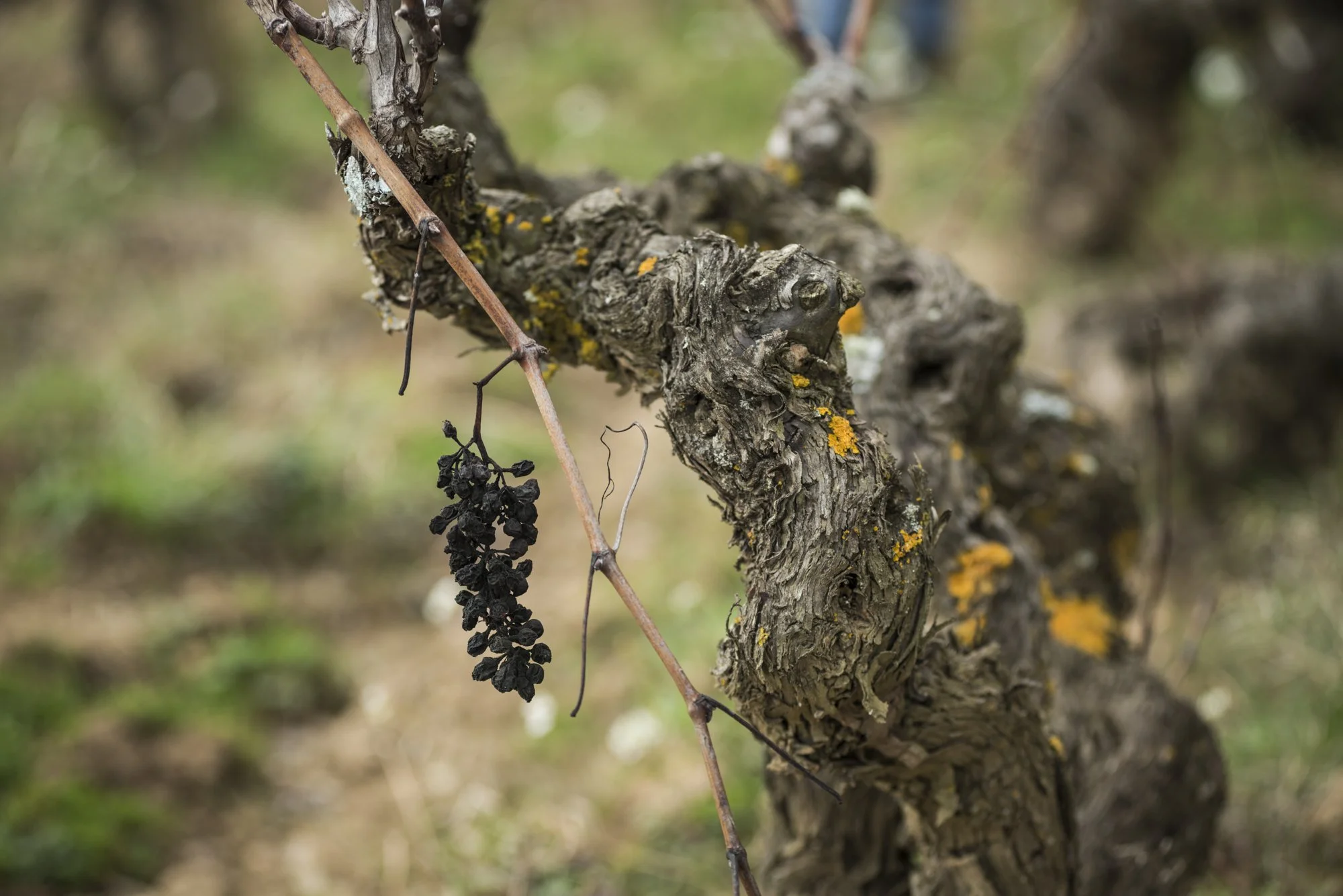 Bodega 202 Feb 21_LYZ4027.jpg