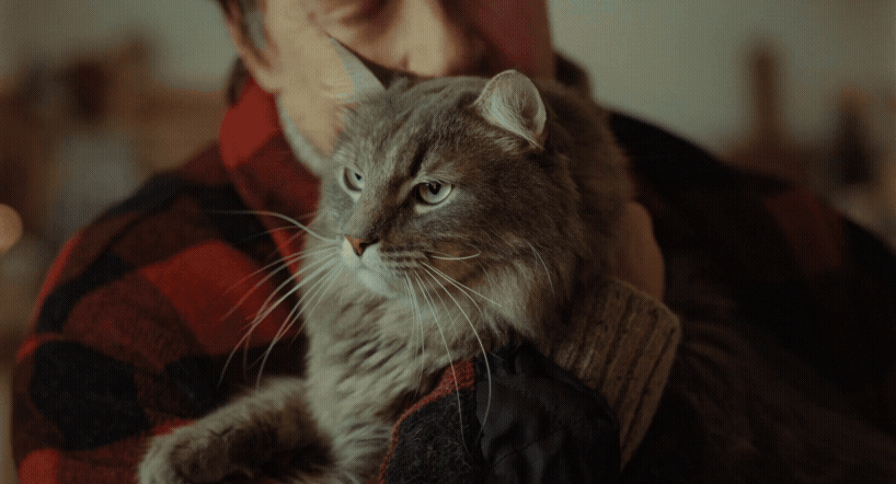 IZ805_YORKSHIRE TEA Good News - 30_30_06032026.gif