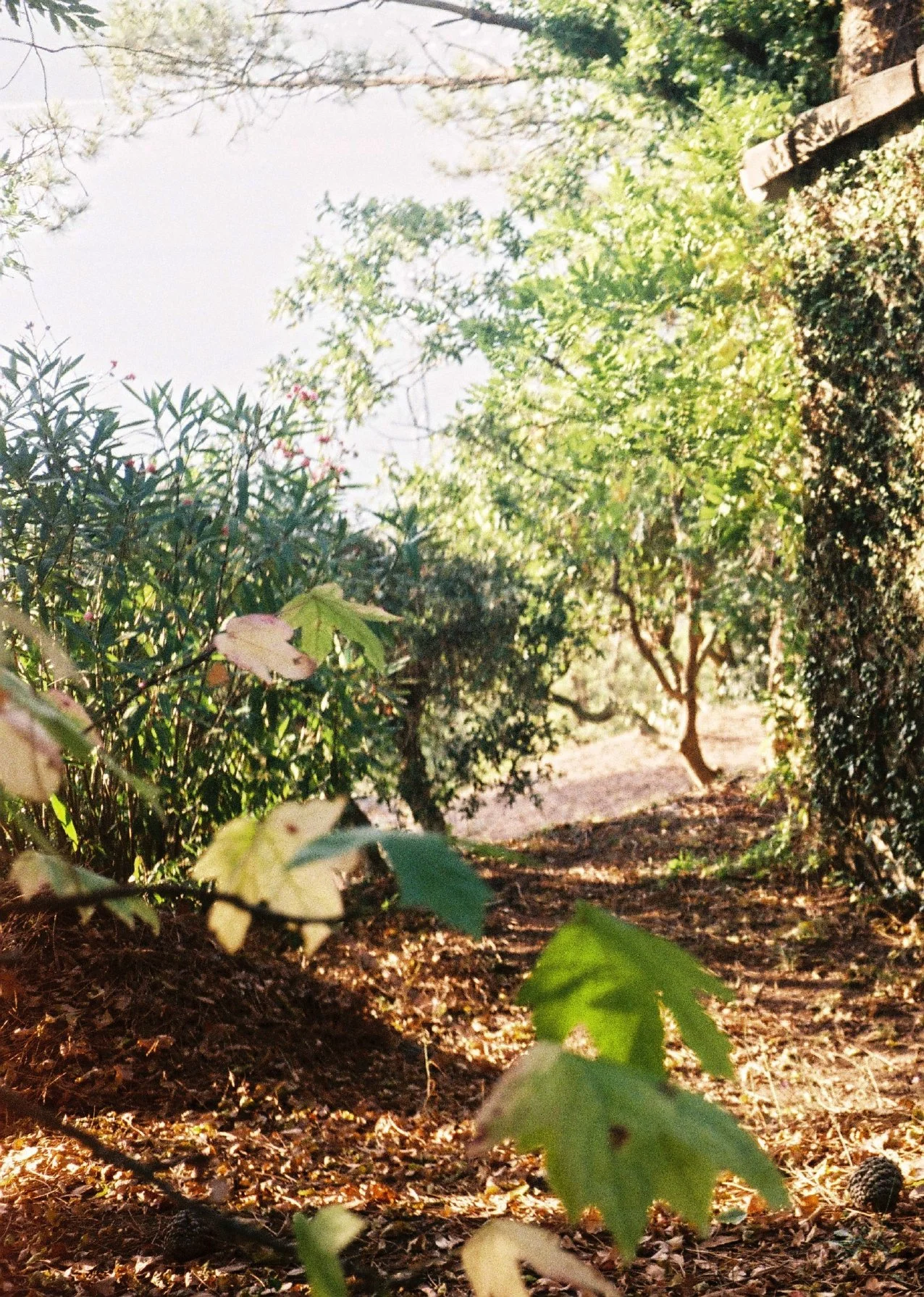 MA II_COMPOR_page-0003.jpg