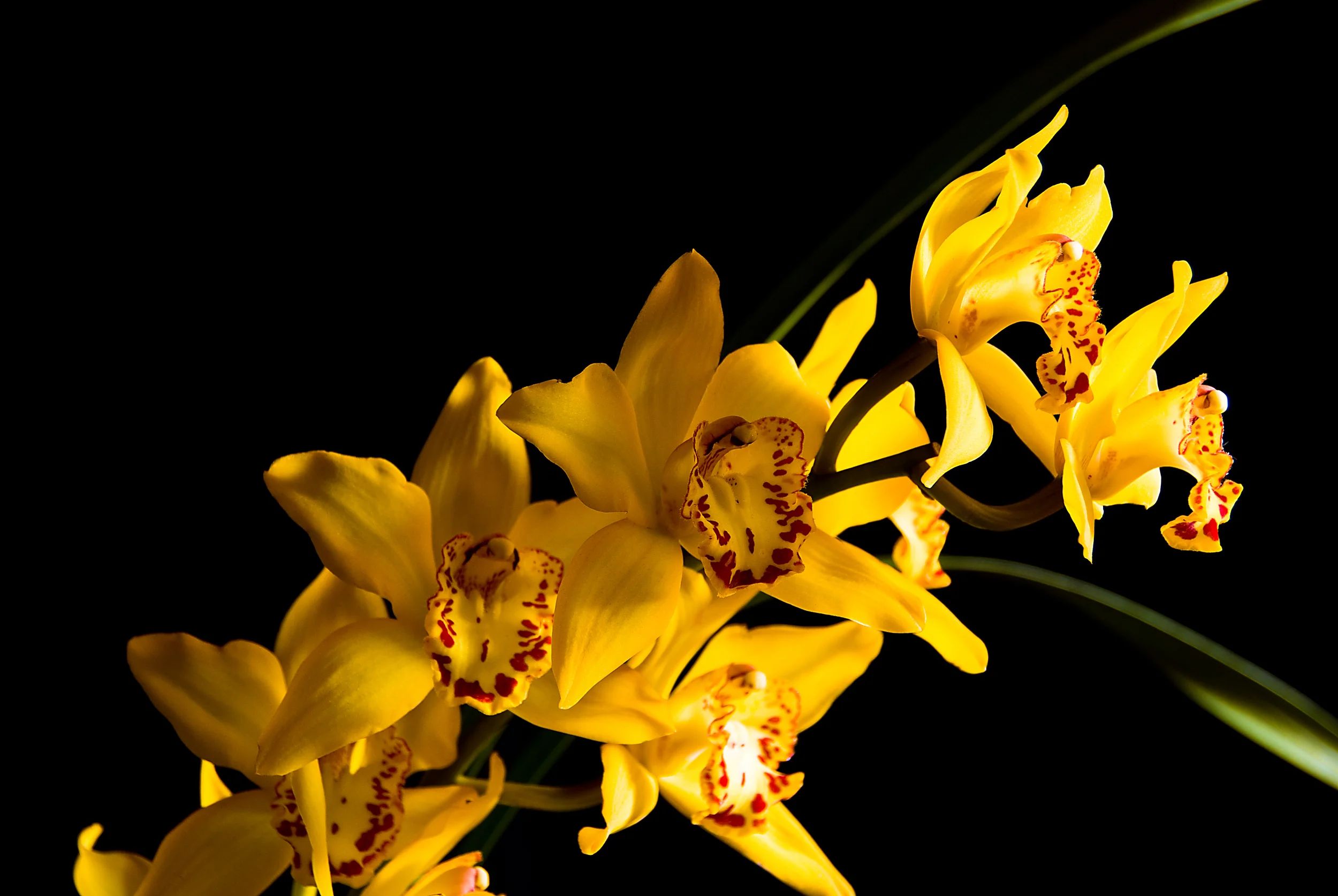 Orchids_002-2.jpg