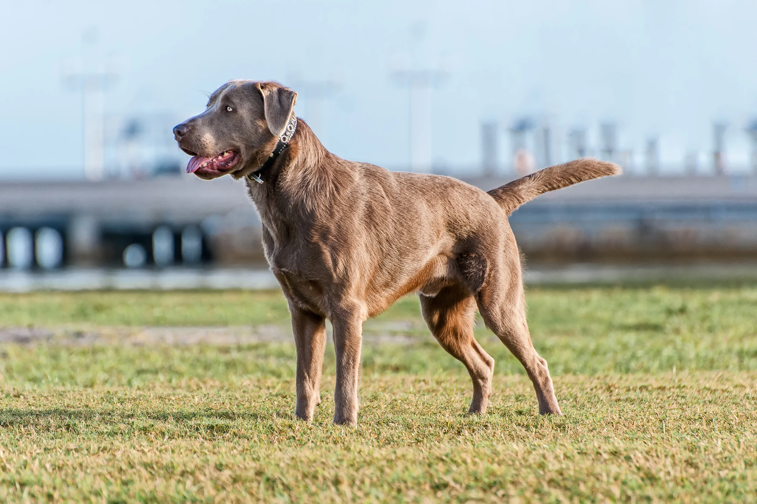 SlaterDog_2012_024.jpg