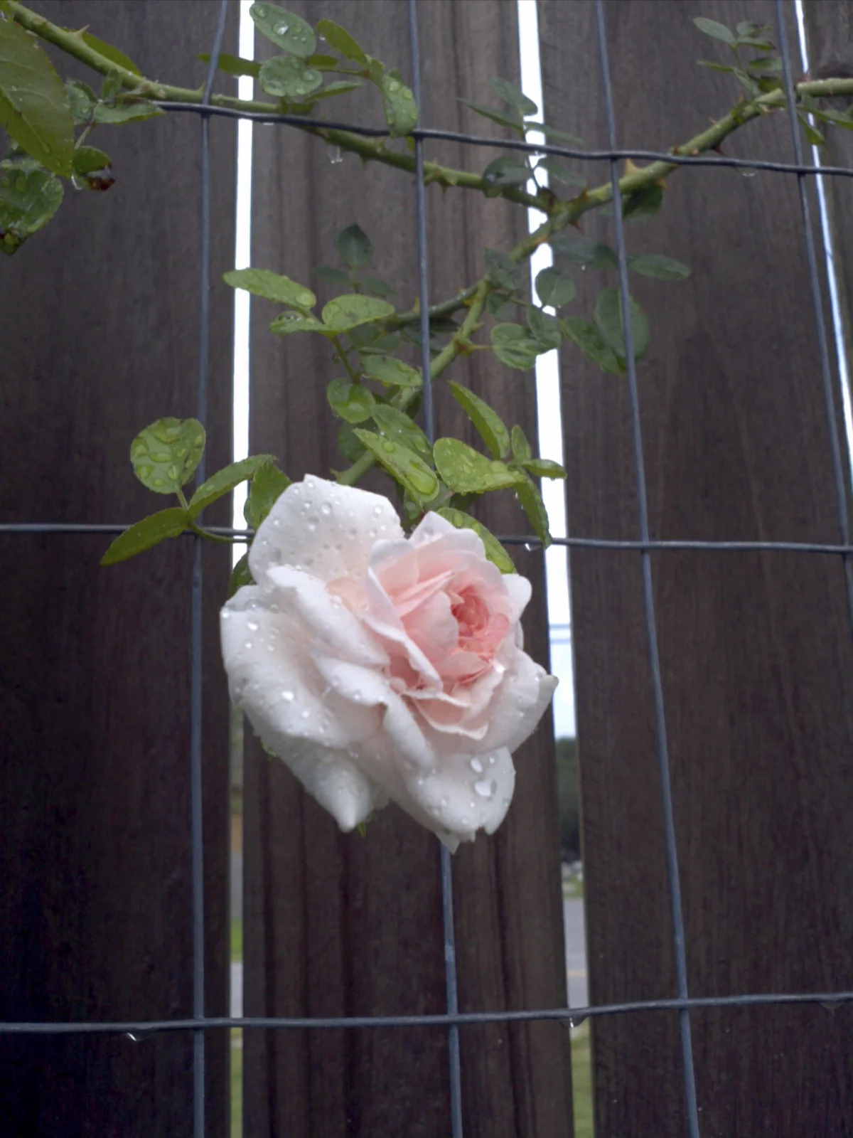 ARose_001.jpg
