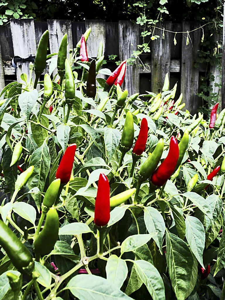 HotPeppers_001.jpg