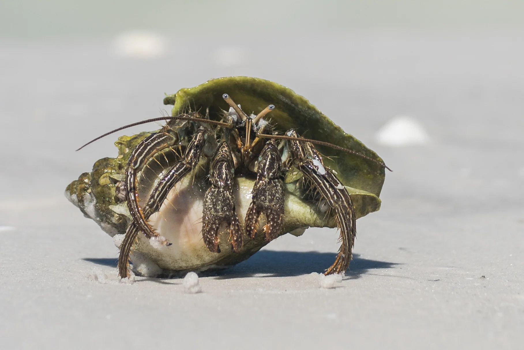 SeaMonster_20170706_002.jpg