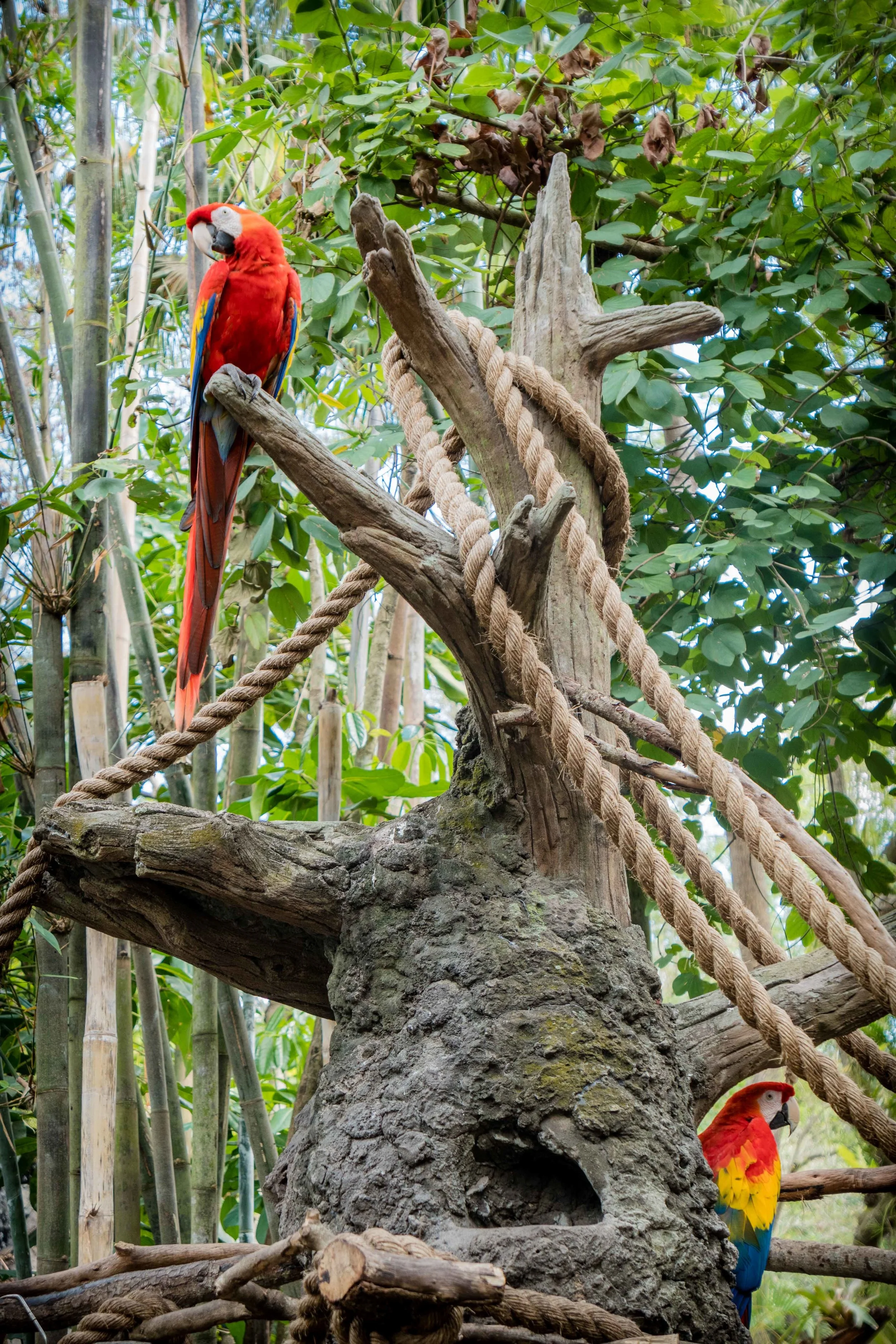 AnimalKingdom_001.jpg