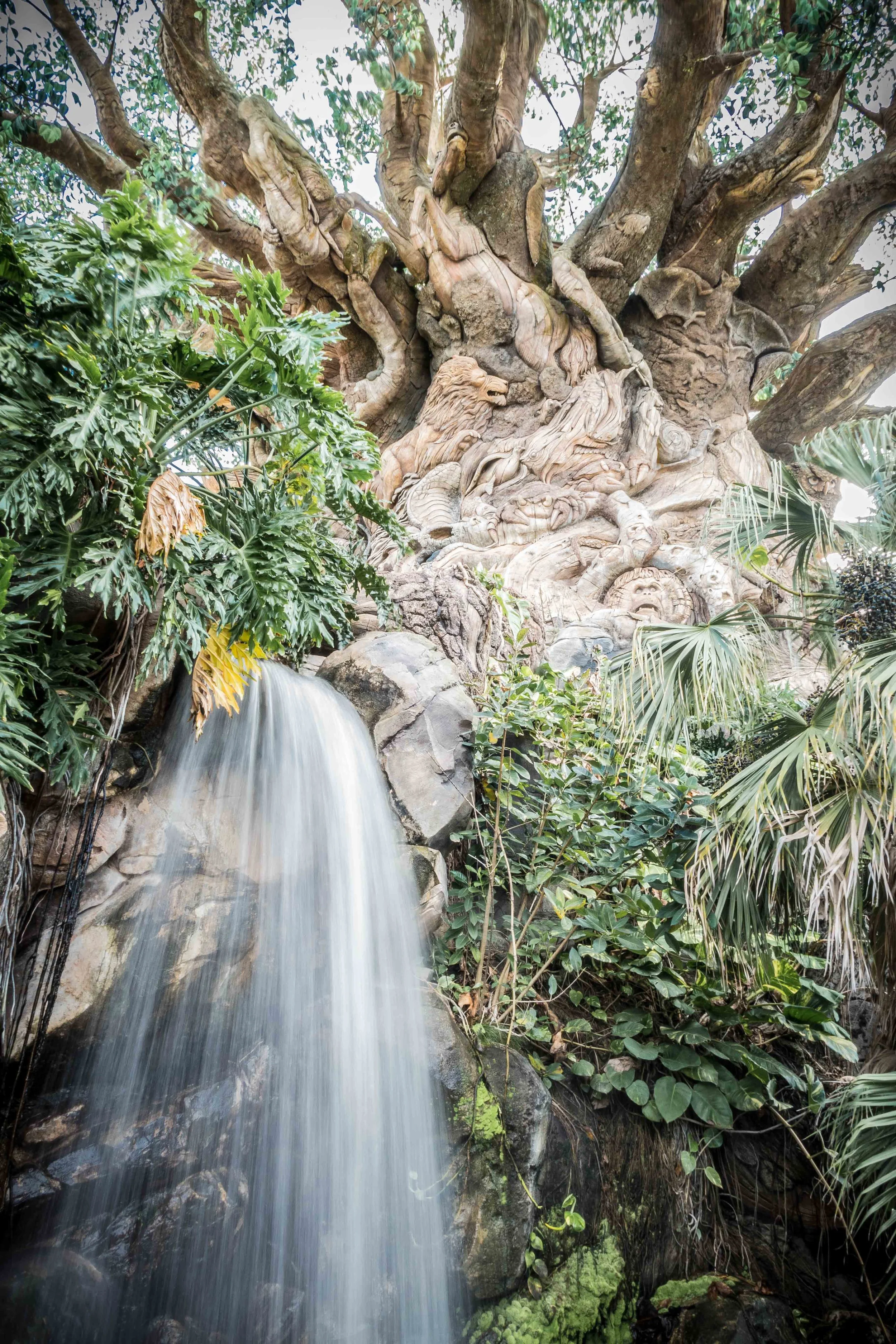 AnimalKingdom_016.jpg