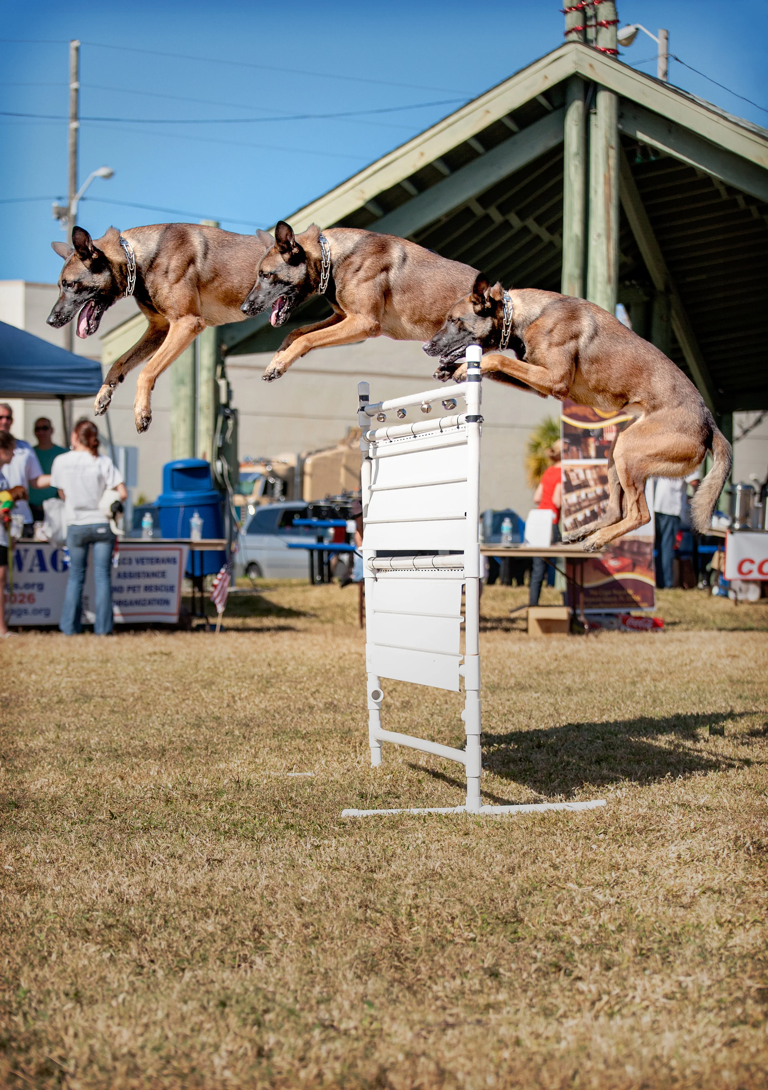 DogShow_20121201-_MCN7839-Edit.jpg