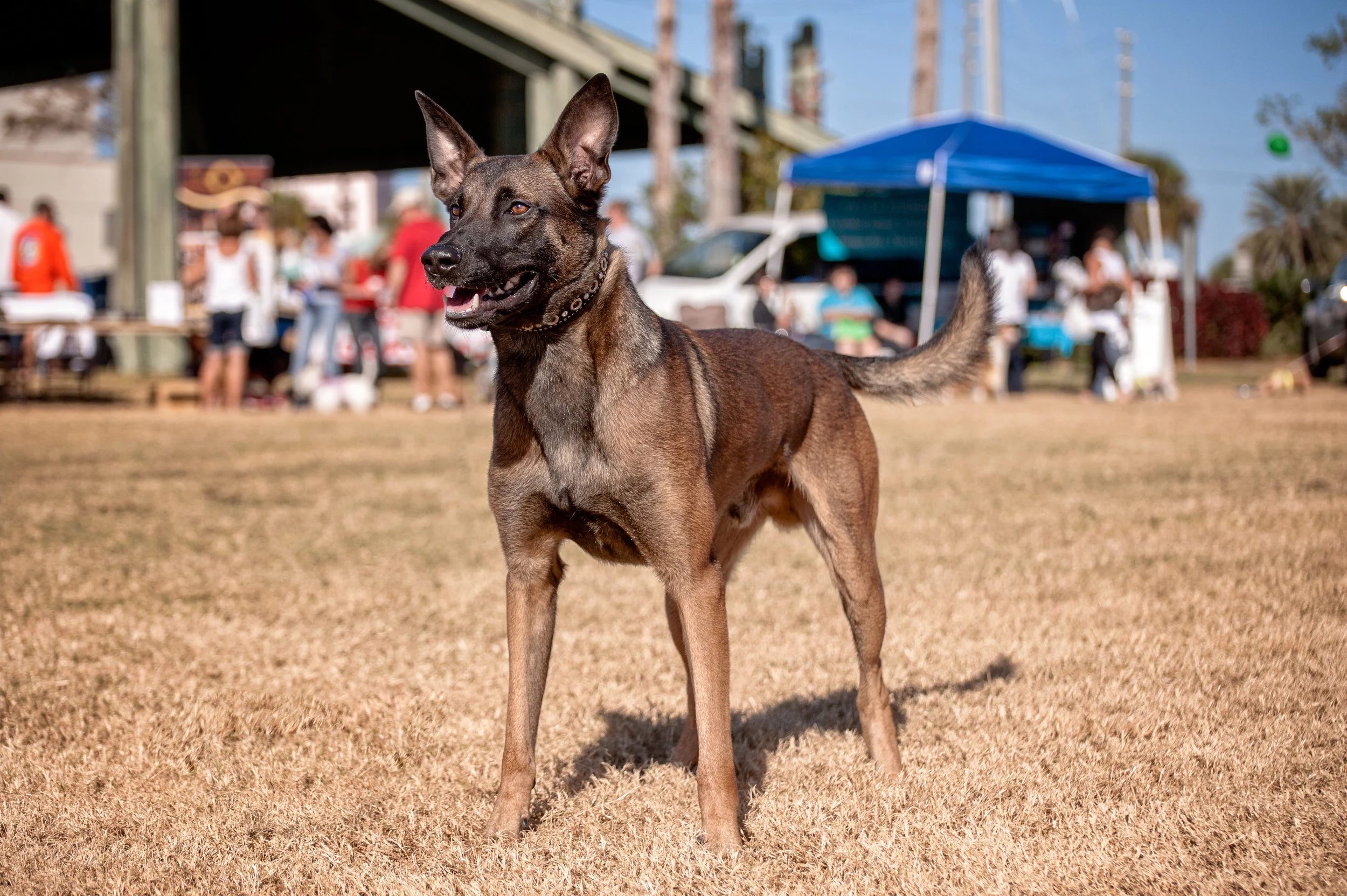 DogShow_20121201-_MCN7751-Edit.jpg