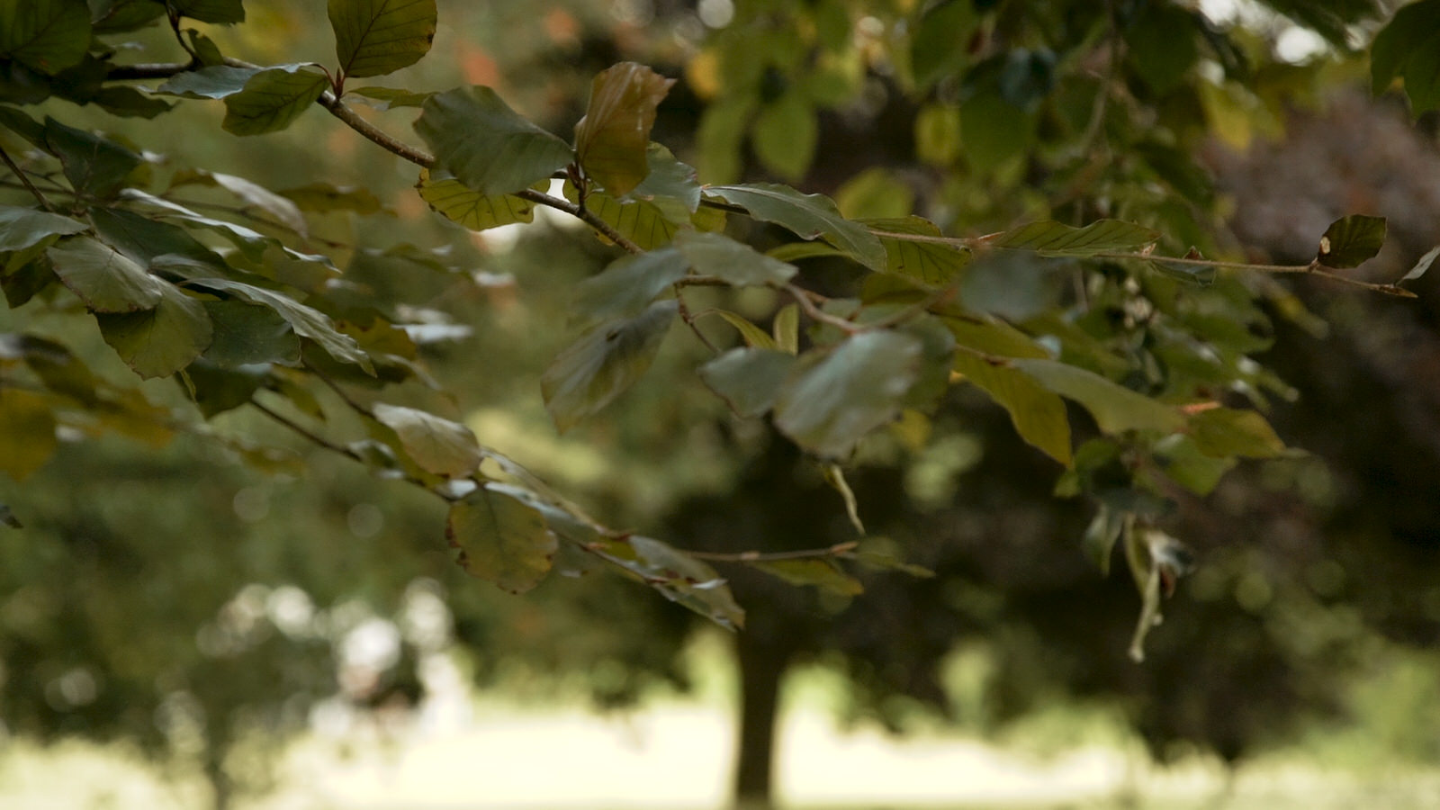 Tree branches gently blow in the wind in Doreset 