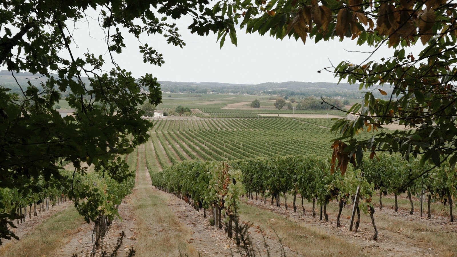 Vineyards near the Chateau Rigaud, France
