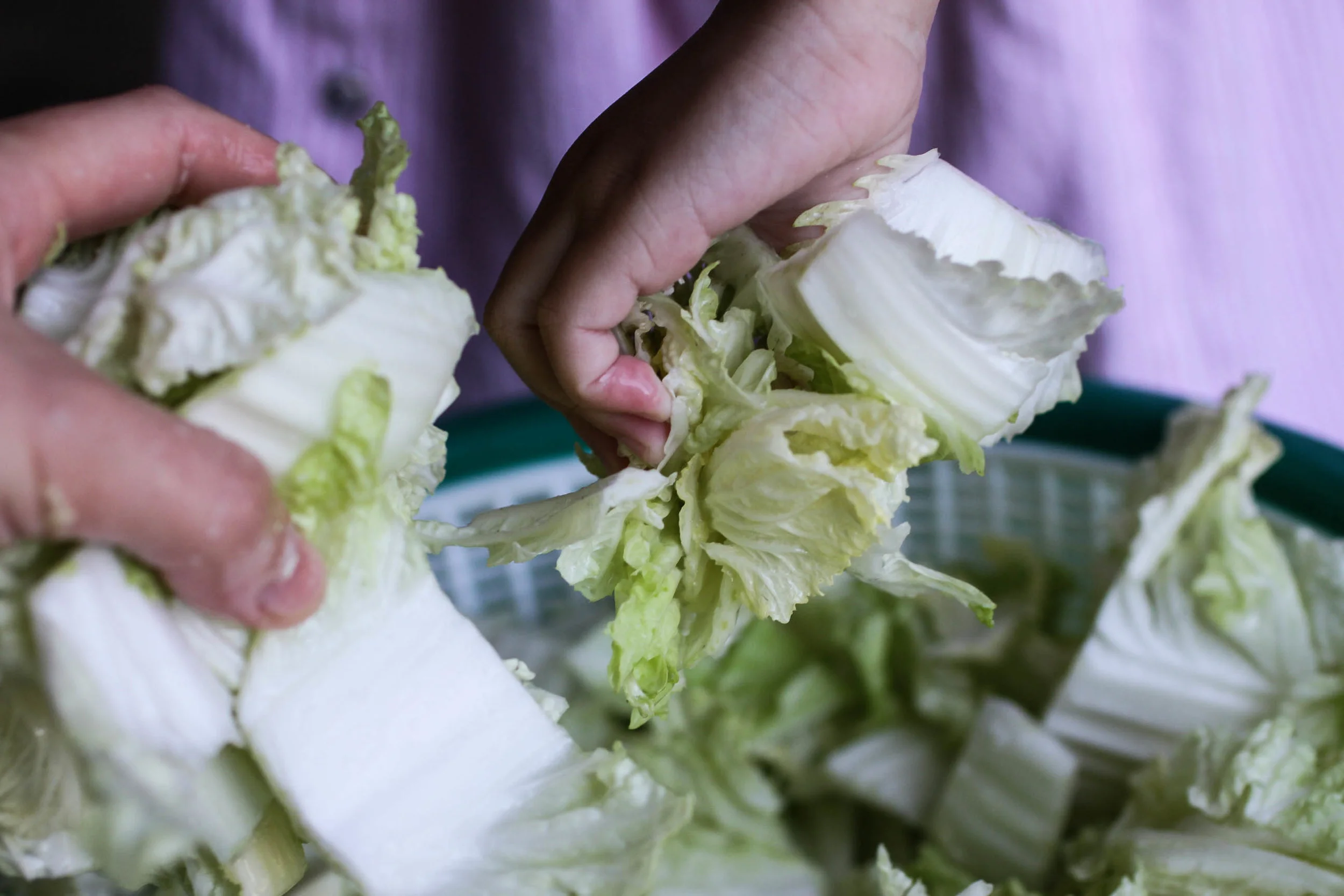 Allyson mixes the napa cabbage with salt.