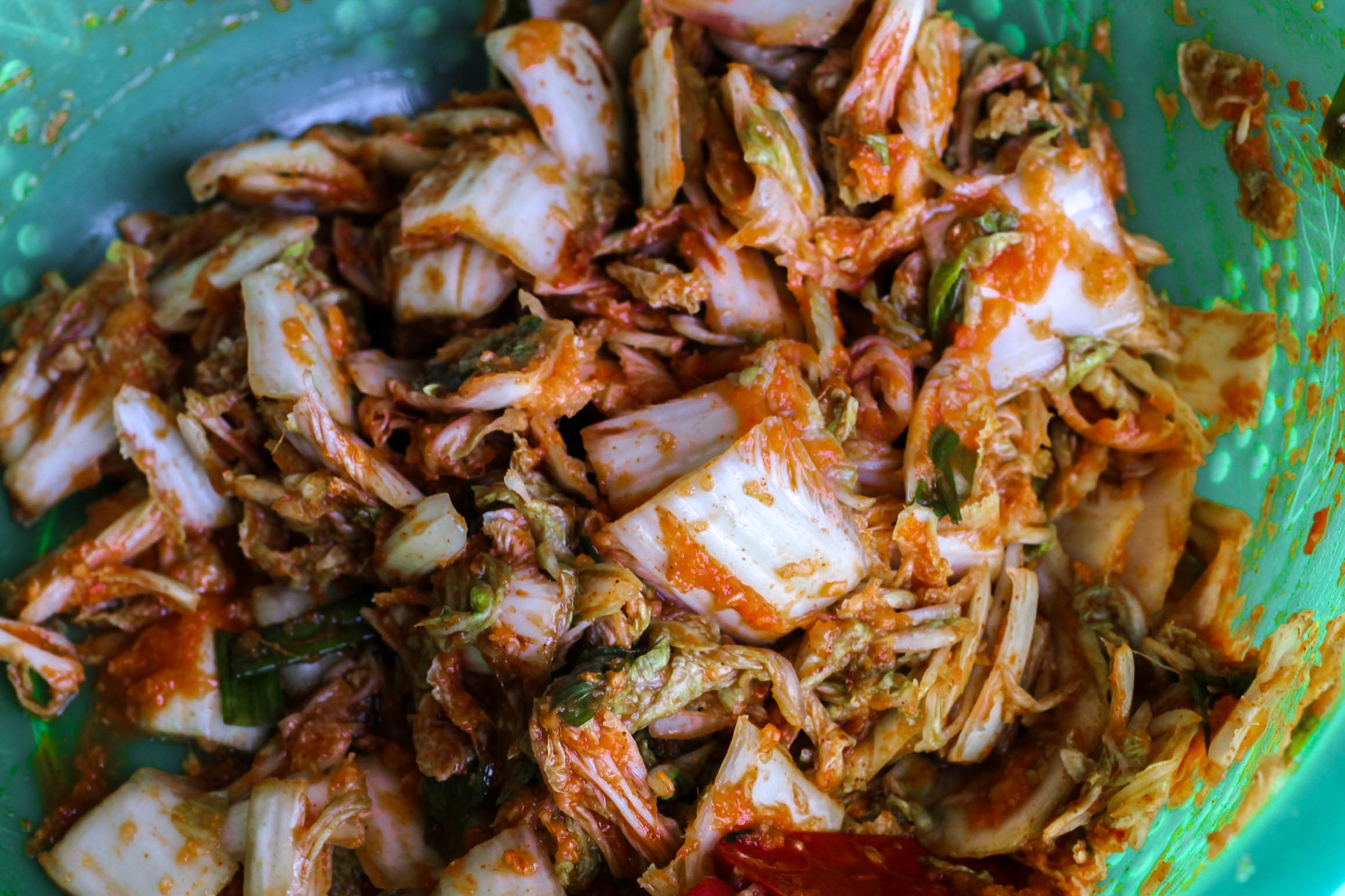 Mixing the napa cabbage with ginger, garlic, white onions, green onions, chili powder, salt and sugar.