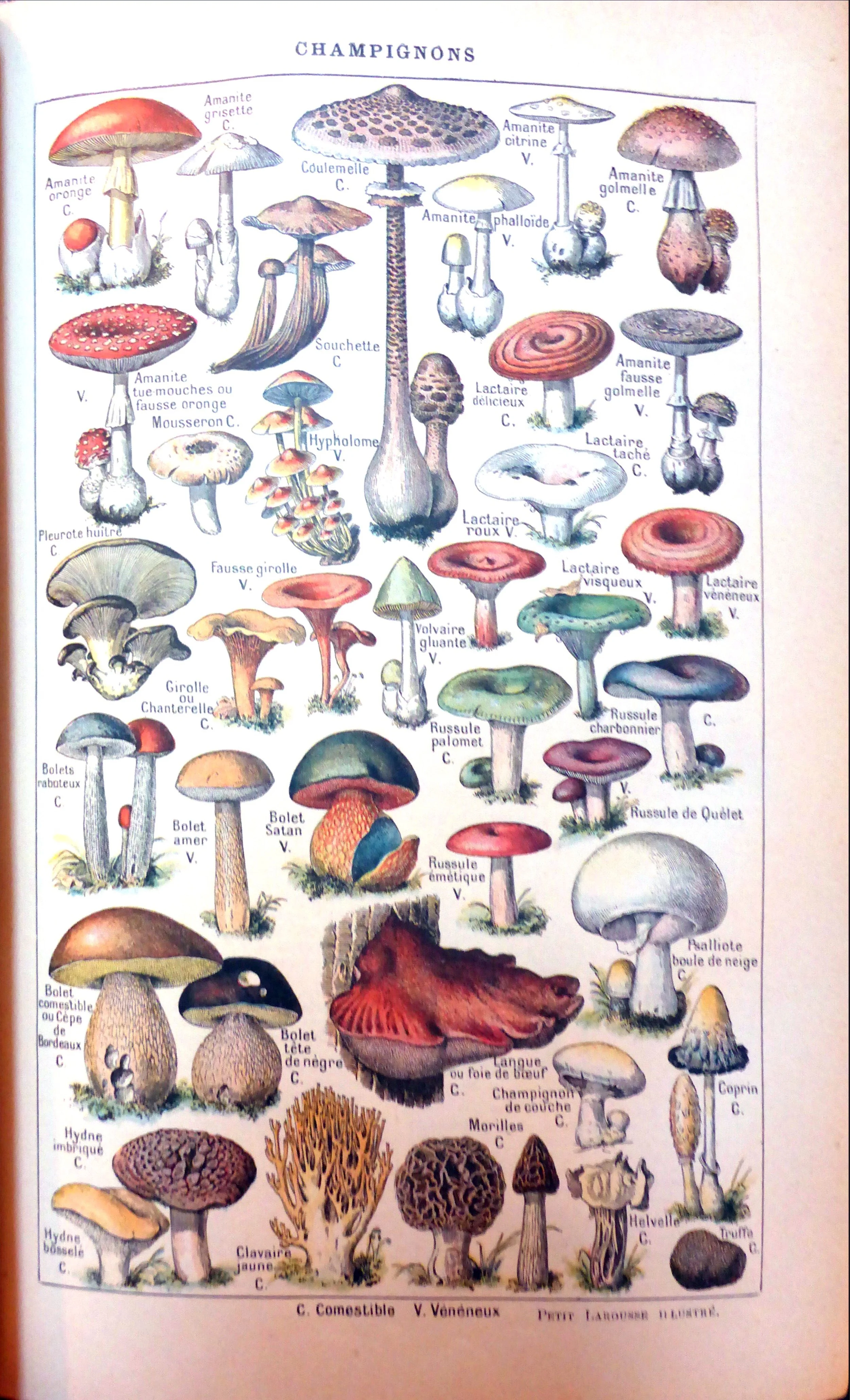 Der schöne alte Larousse - hier mit Pilzen in der Übersicht (zum Vergrößern anklicken)
