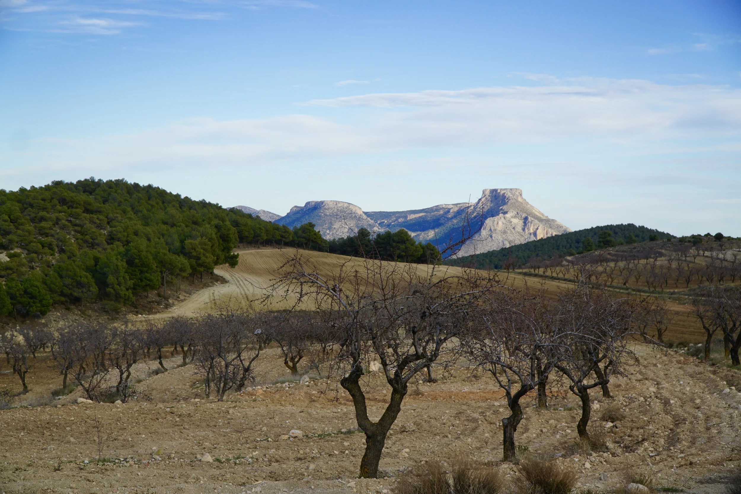 Dormant almond trees