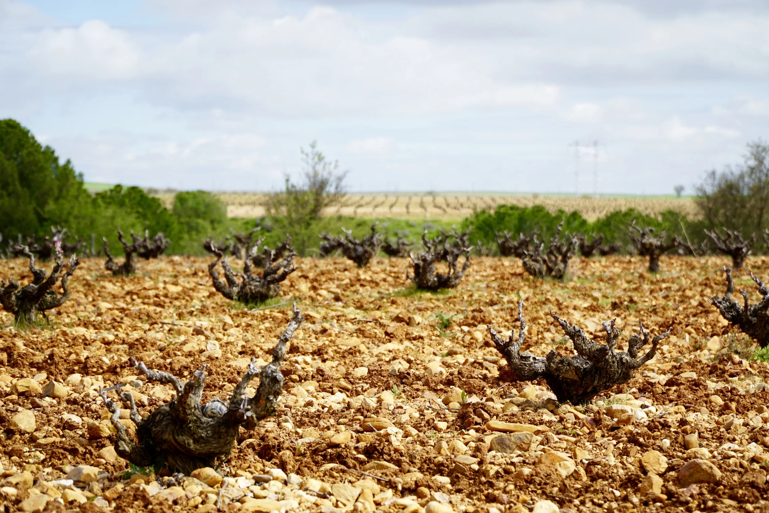 Sleeping vines