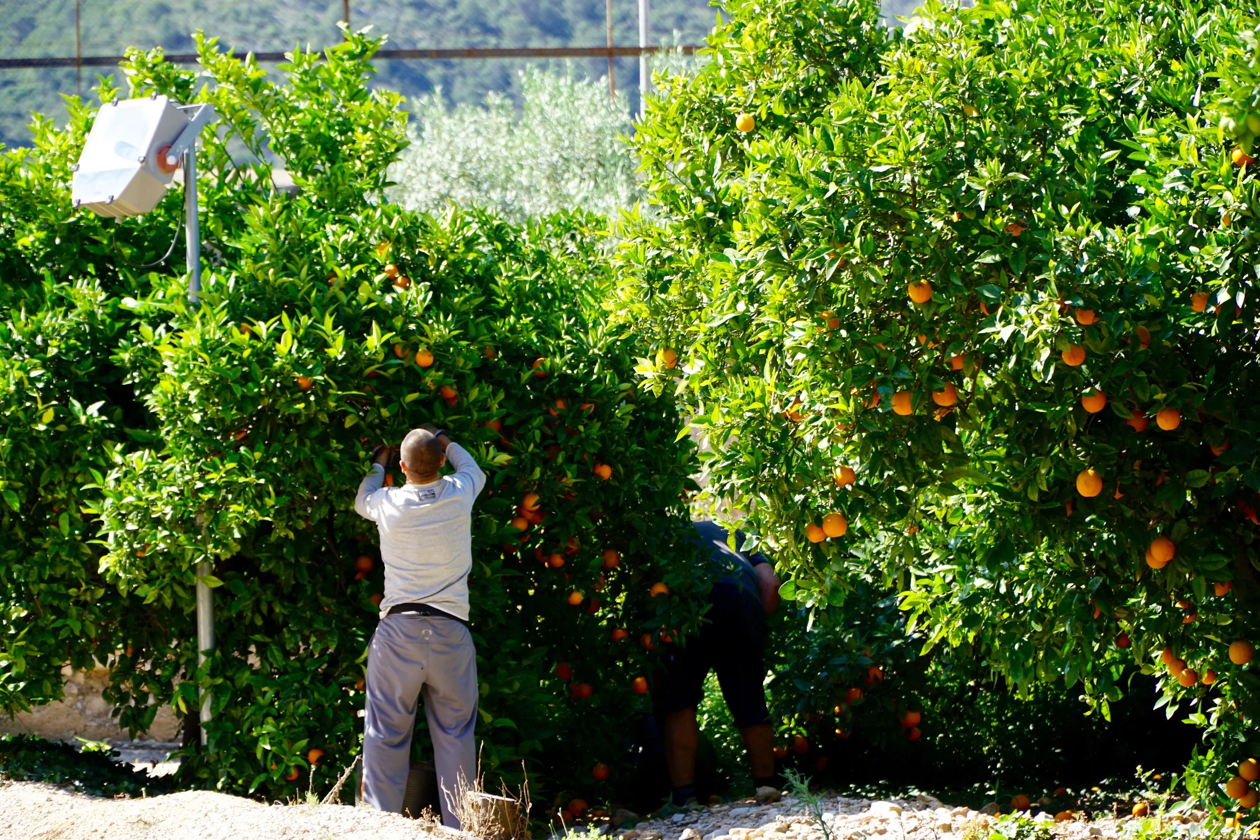 More orange trees than you thought possible. 