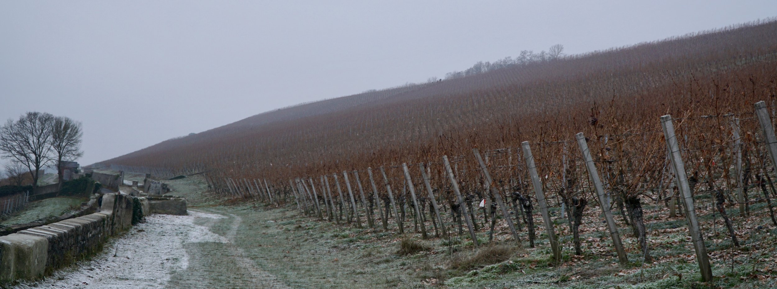 Sleeping vines