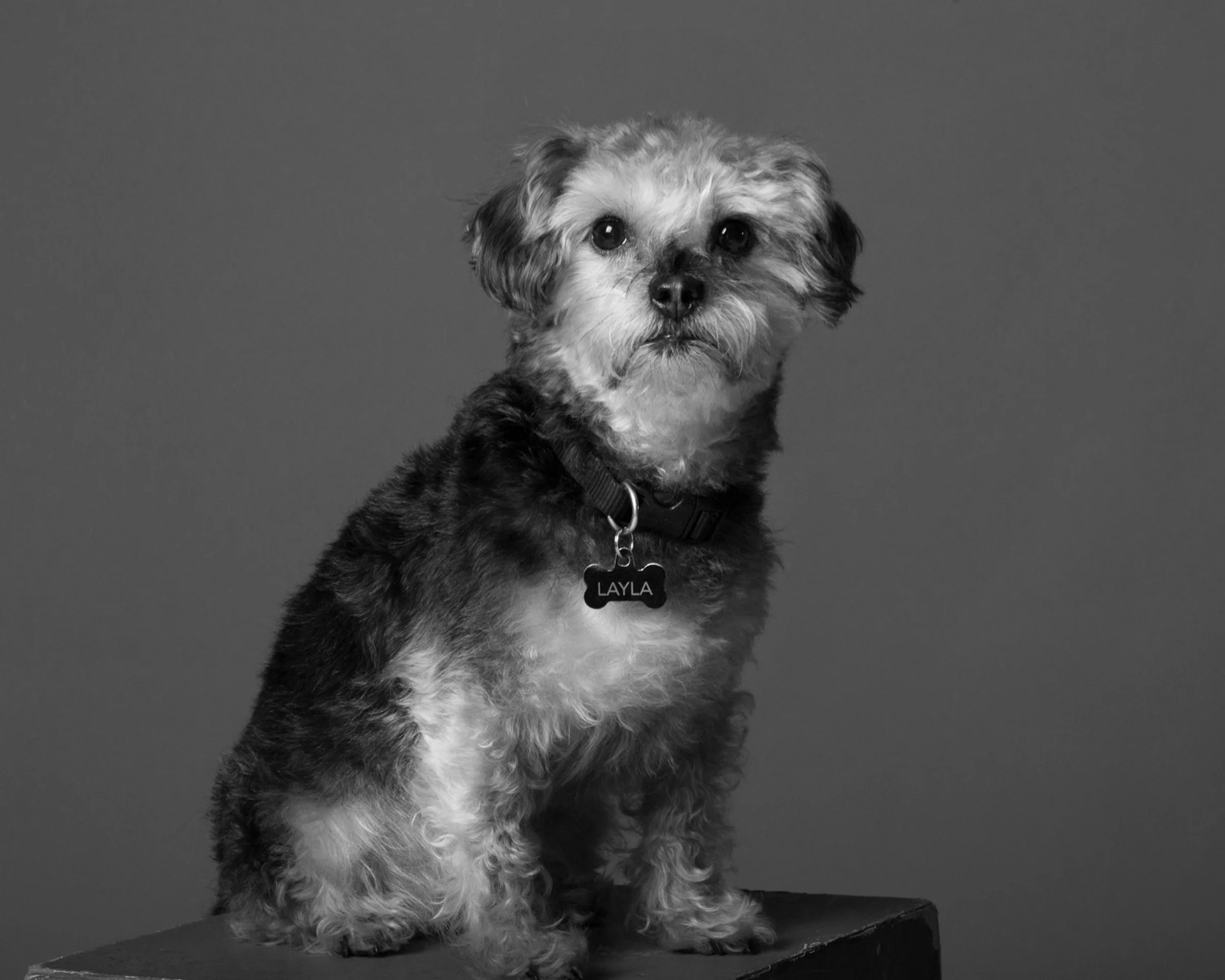DOGS_PAint_DW1A0567.jpg