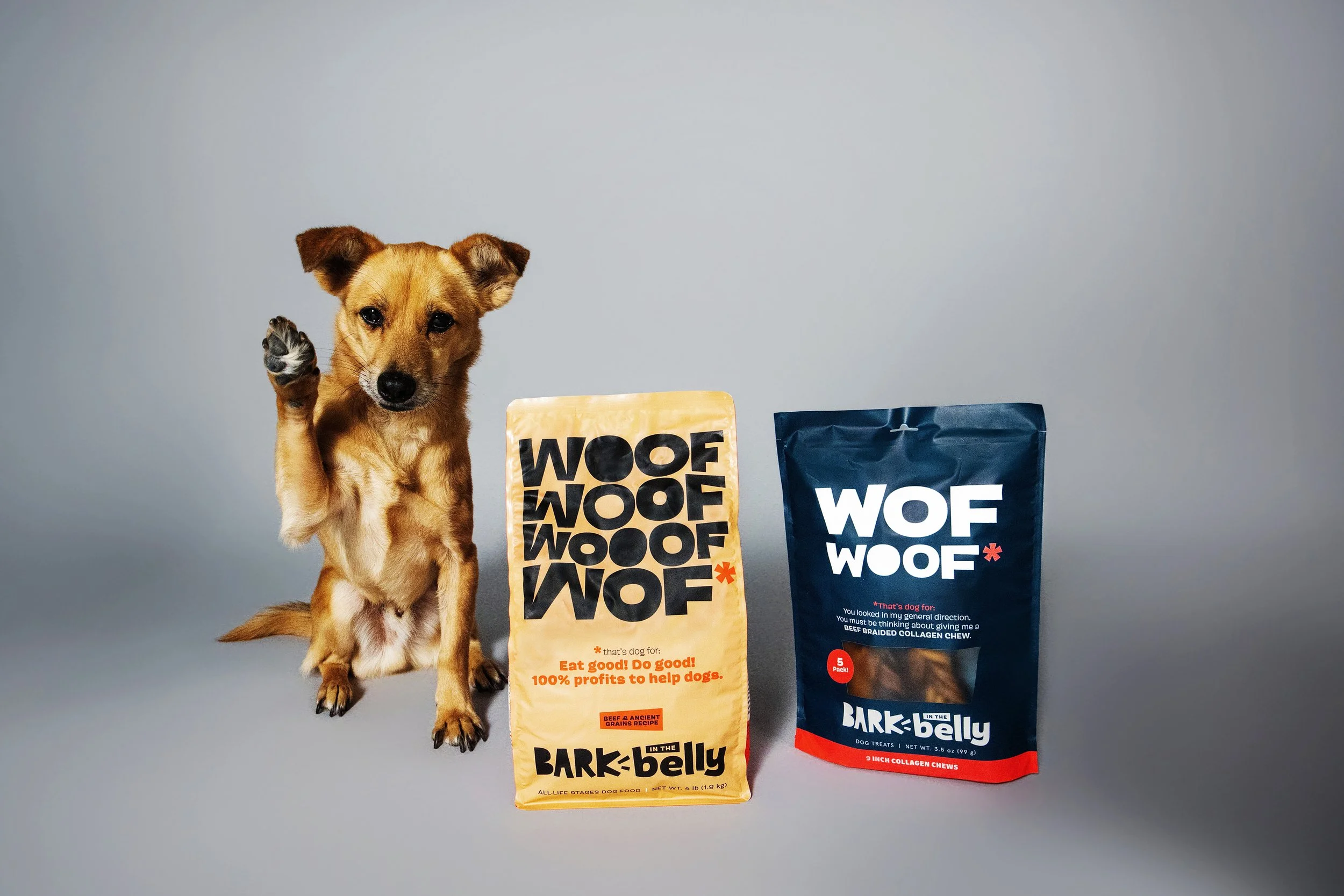 BArk_dogs_3574 copy 2.jpg