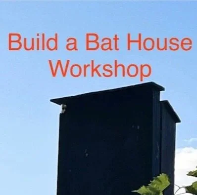 bat%2Bhouse%2B.jpg