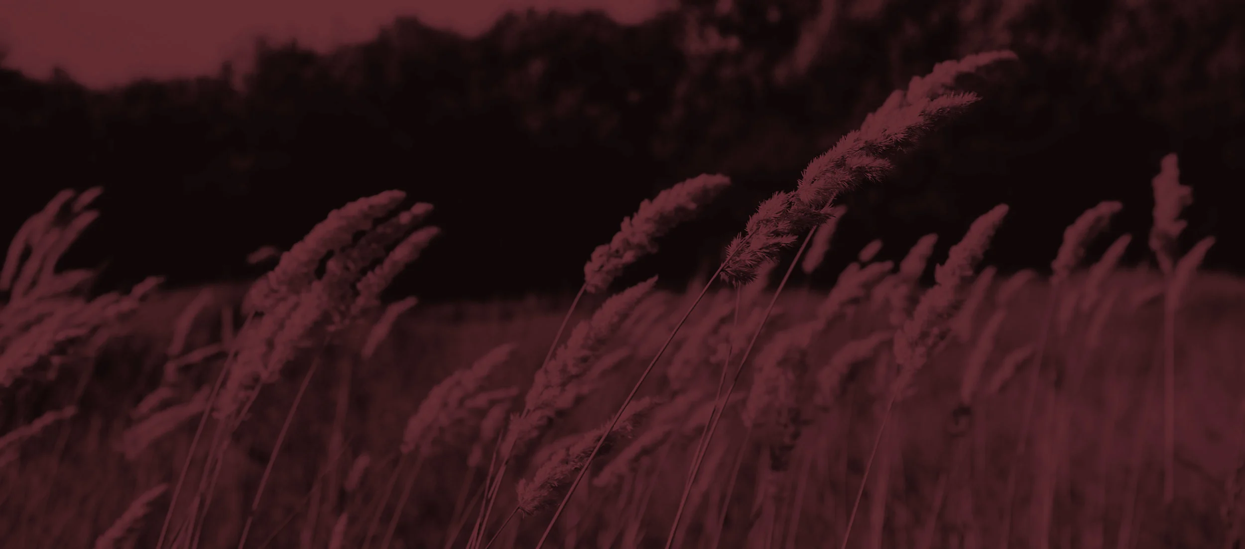 wheat.jpg